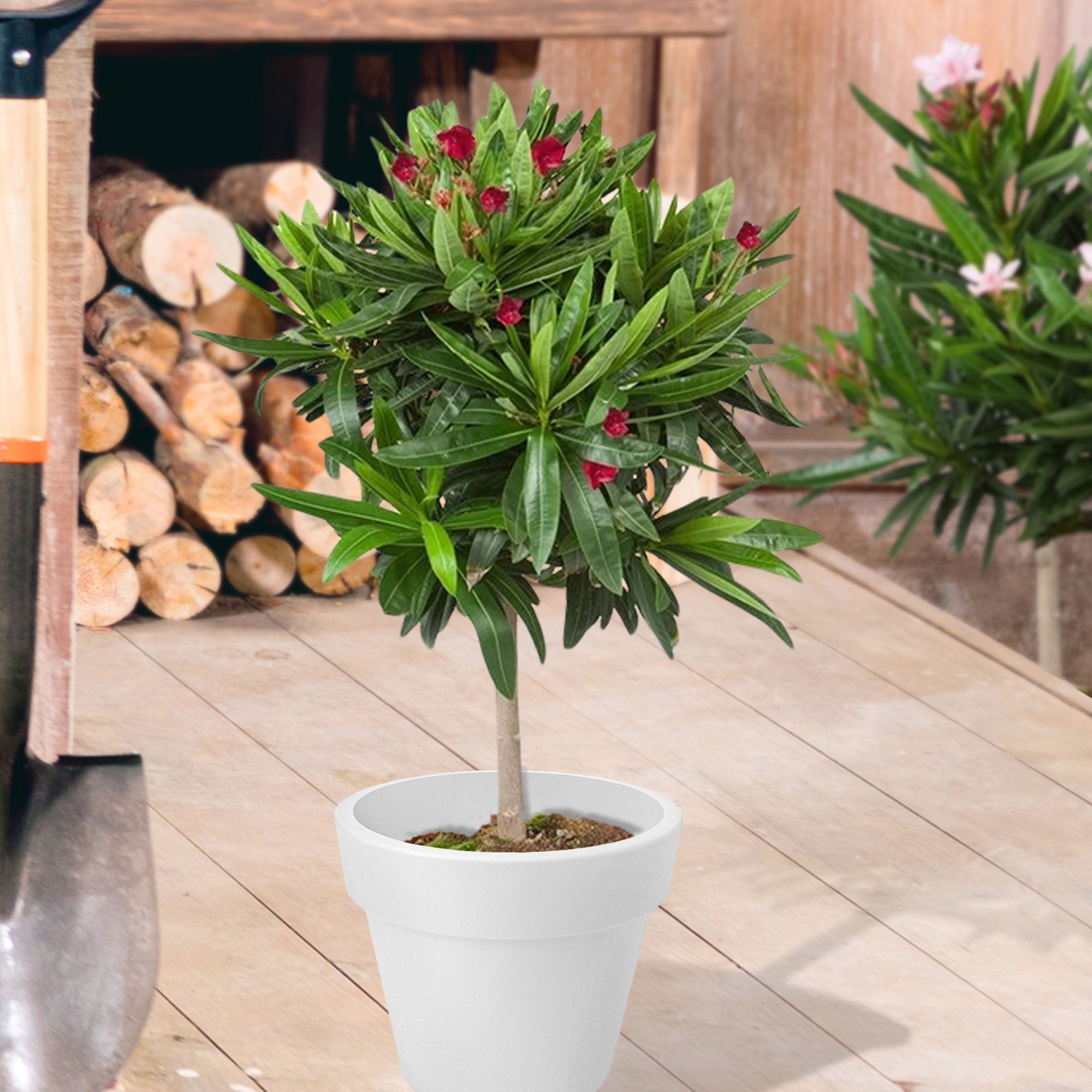 Kaufen Sie jetzt Kübelpflanze Oleander Nerium rot Auf einem Stamm kaufen