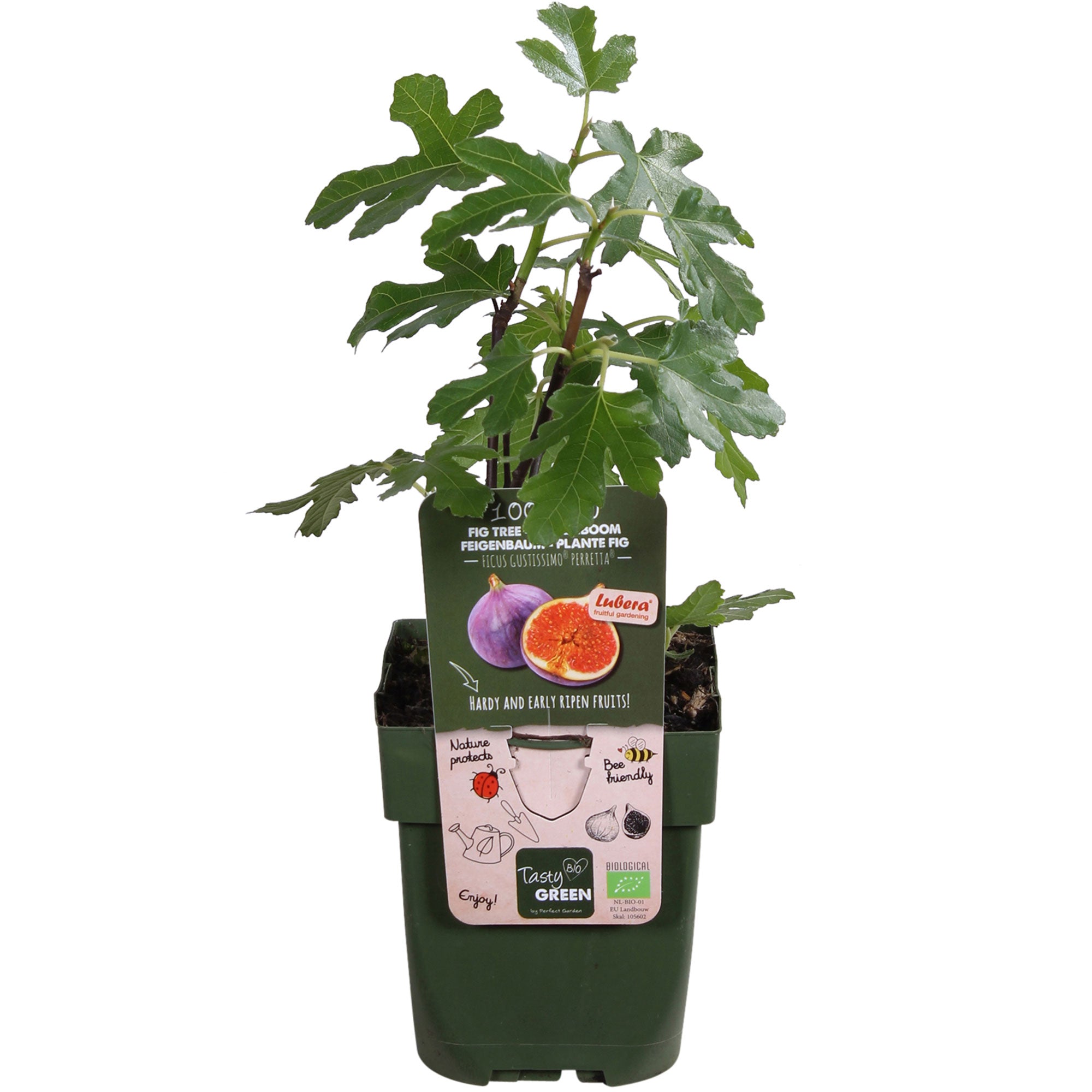 Kaufen Sie jetzt Obstbaum Feigenbaum Ficus carica \'Perretta\' - grün-braun -  Bio - Winterhart kaufen