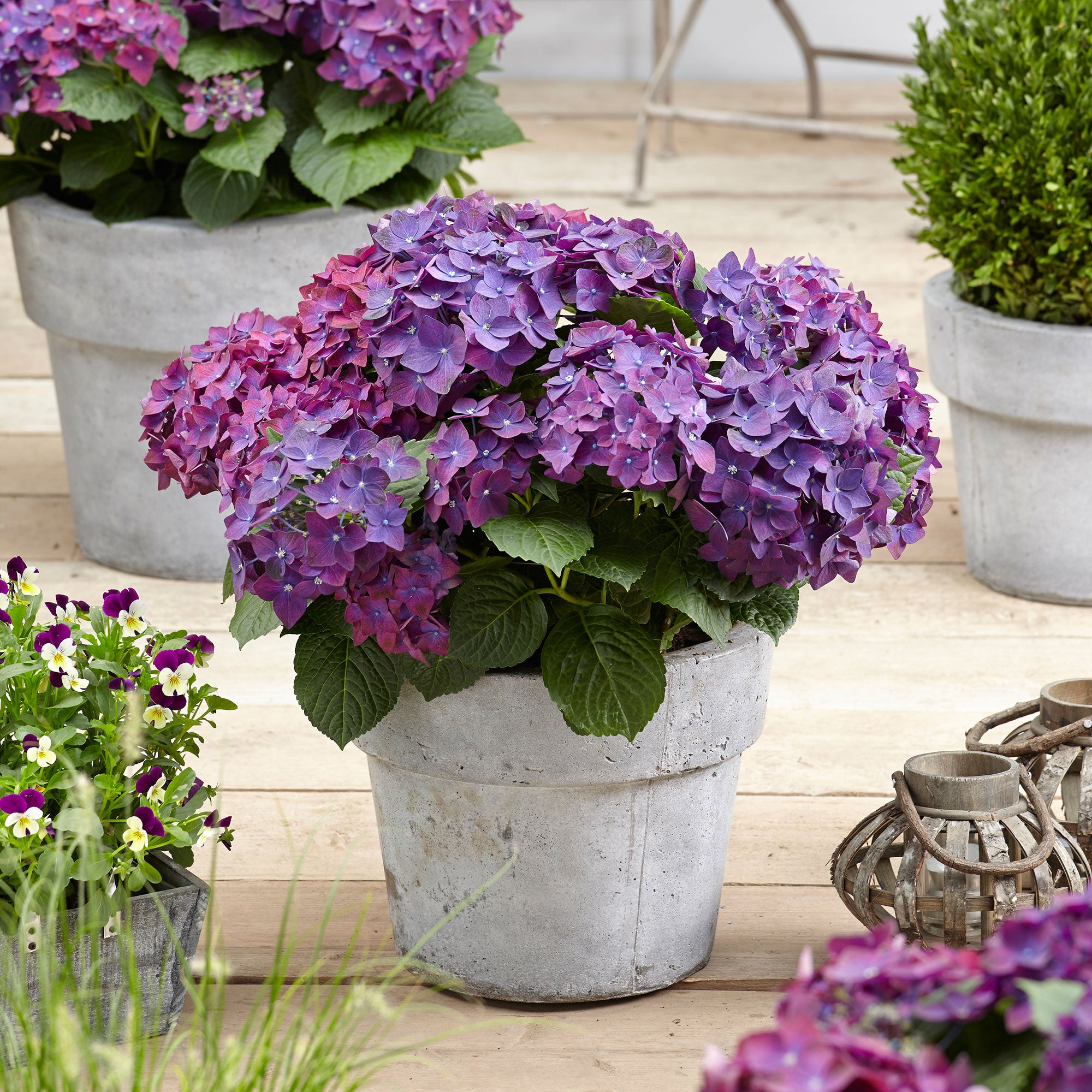 Kaufen Sie jetzt Zierstrauch Hortensie Hydrangea 'Deep Purple