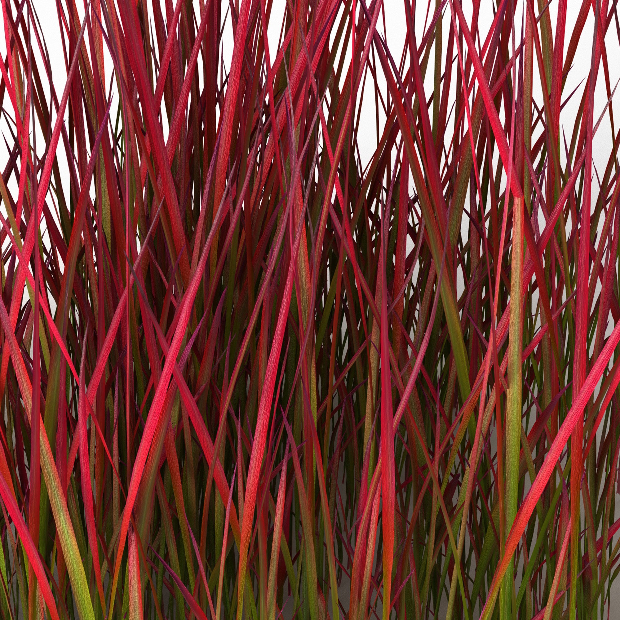Silberhaargras Imperata 'Red Baron' grün-rot