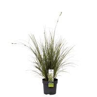 Segge Carex 'Variegata' - Winterhart