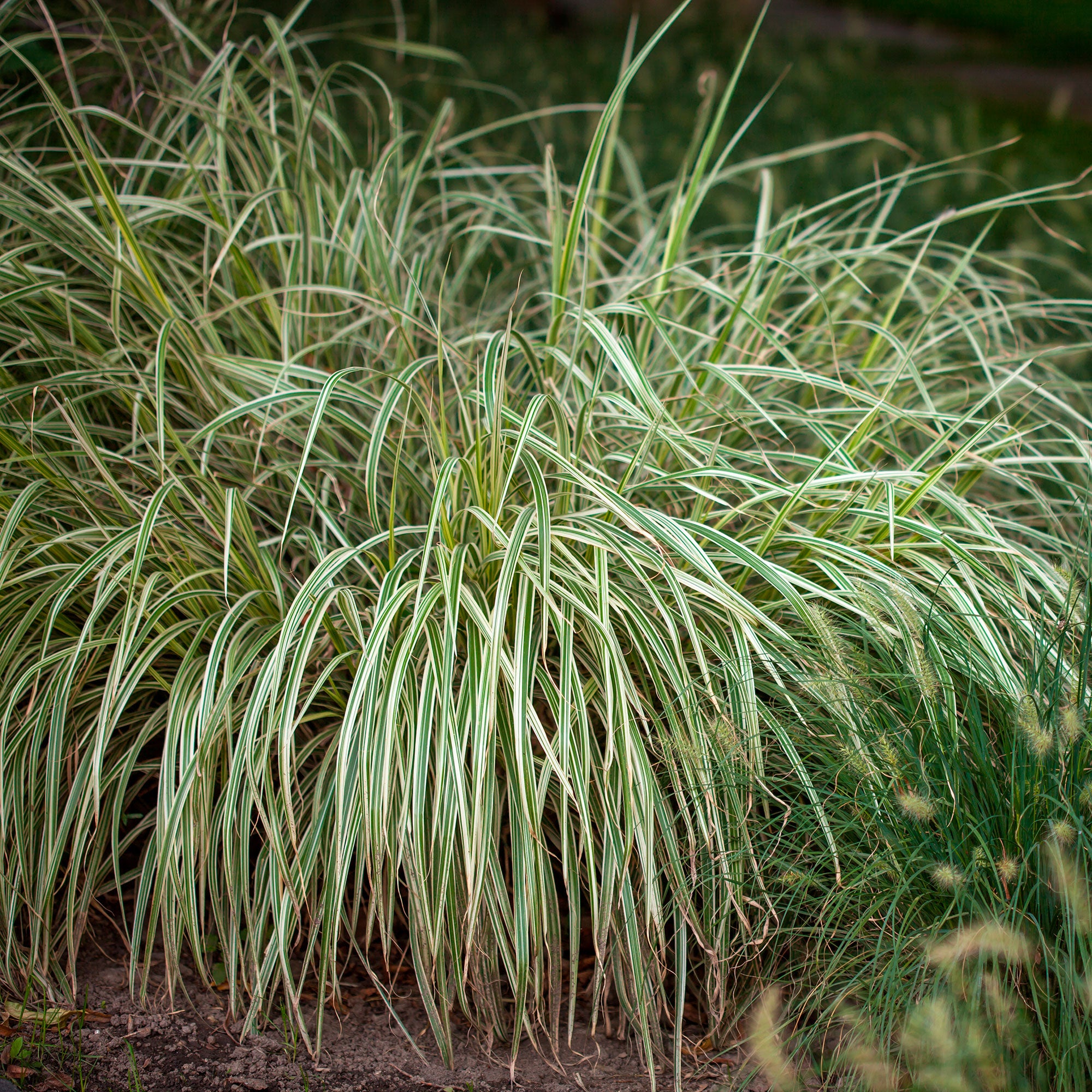Segge Carex 'Variegata'