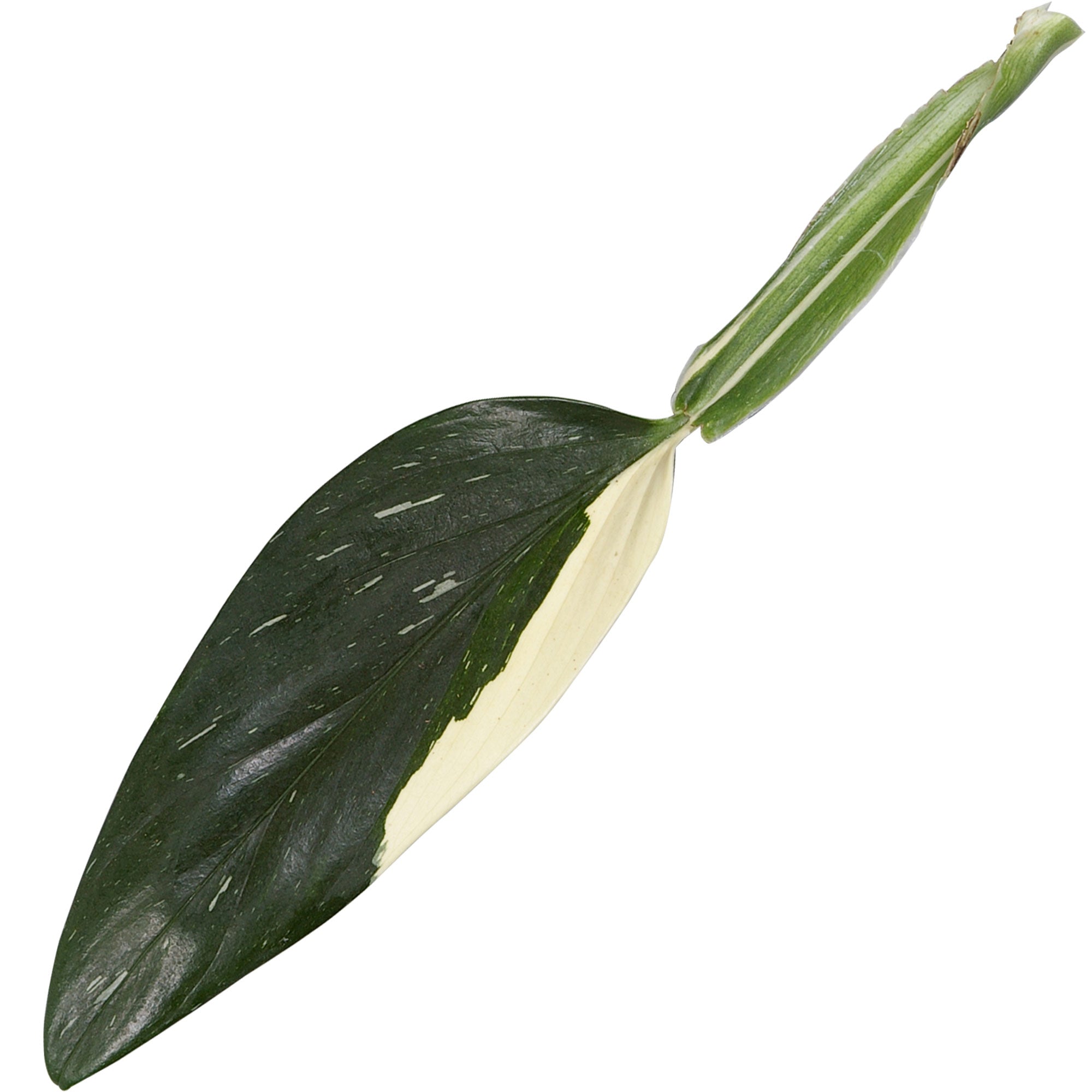 Kaufen Sie jetzt Zimmerpflanze Philodendron 'Cobra'