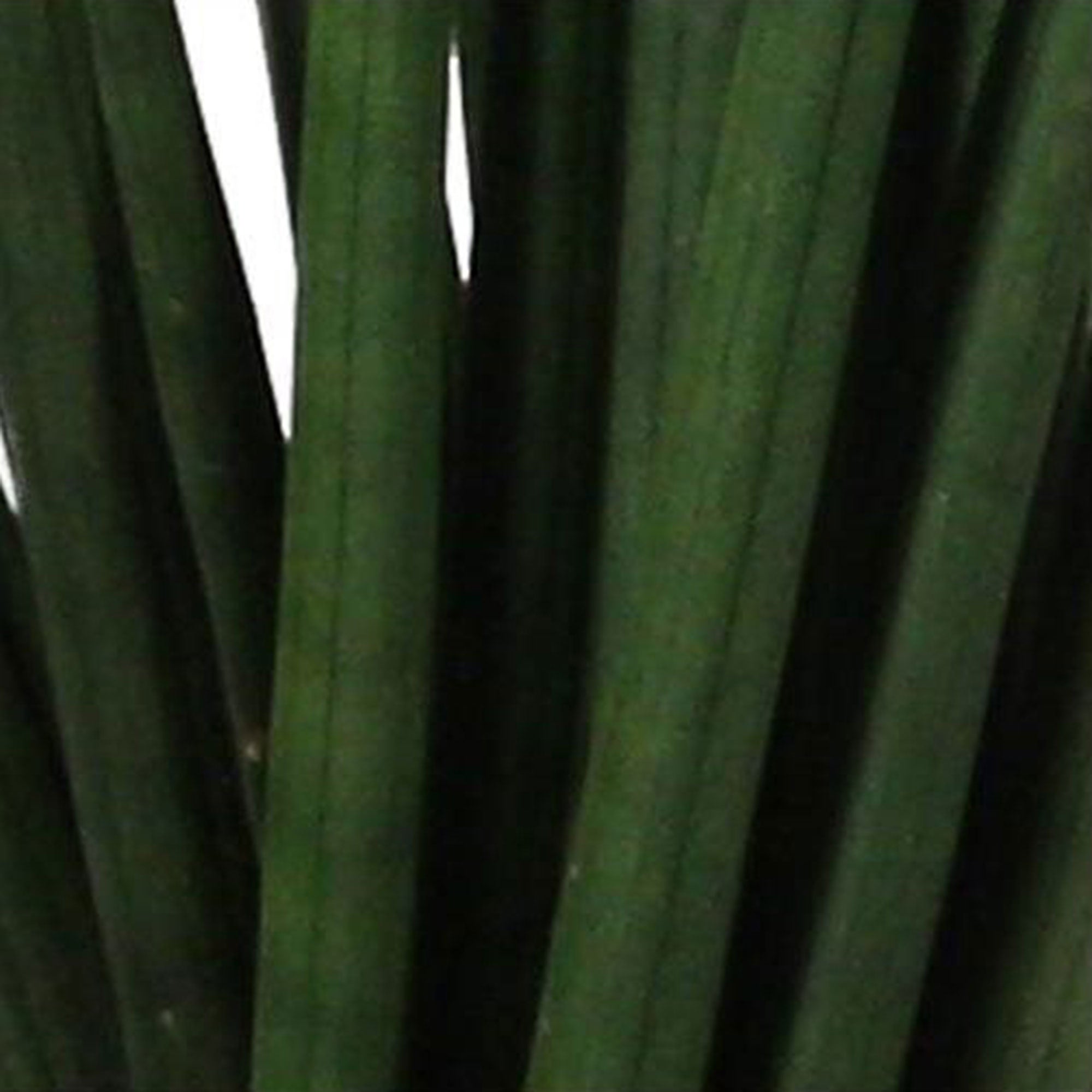 Kaufen Sie jetzt Zimmerpflanze 2x Bogenhanf Sansevieria 'Spaghetti'