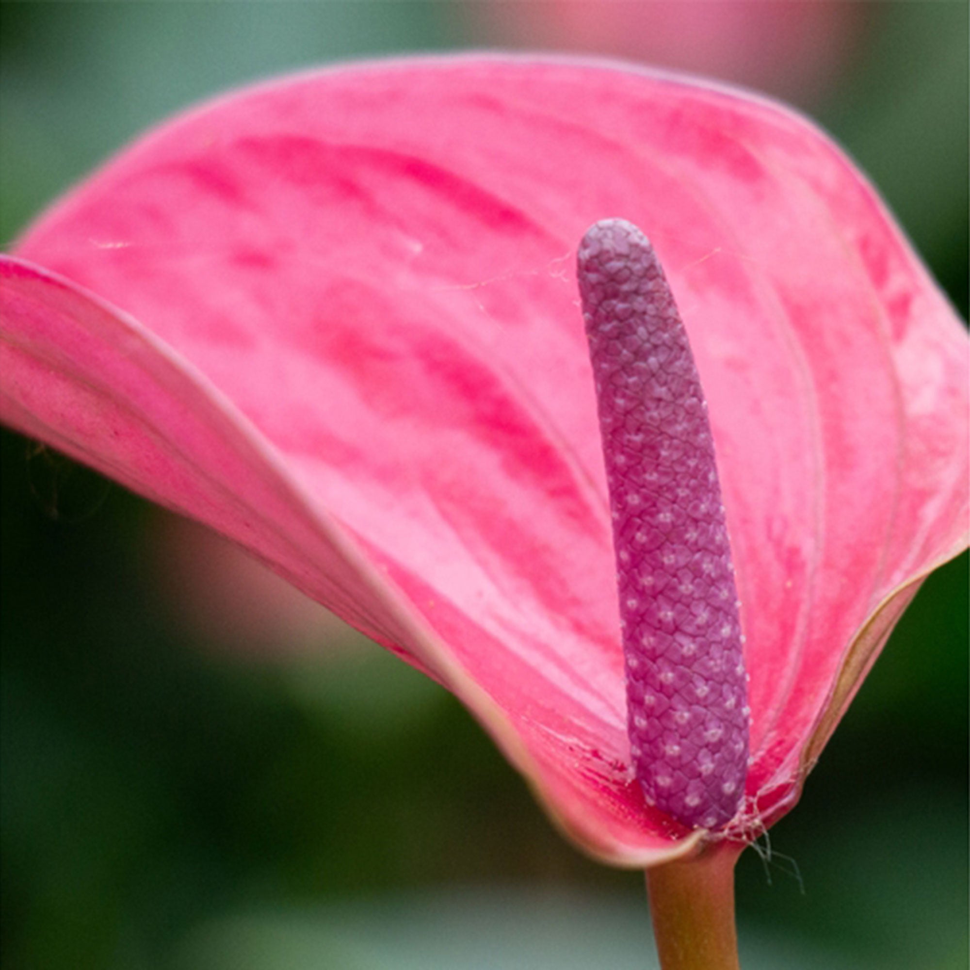 Kaufen Sie jetzt Zimmerpflanze Flamingopflanze Anthurium andreanum Lila