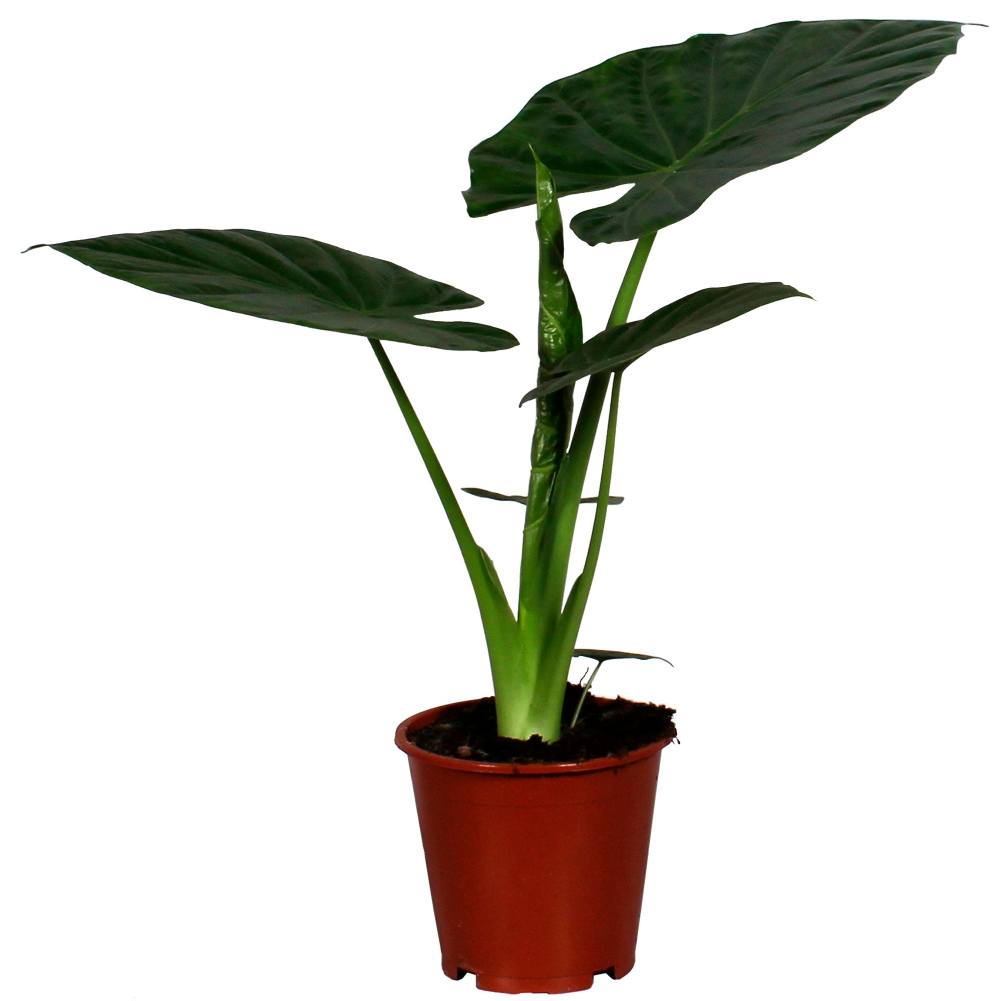 Kaufen Sie jetzt Zimmerpflanze Elefantenohr Alocasia wentii
