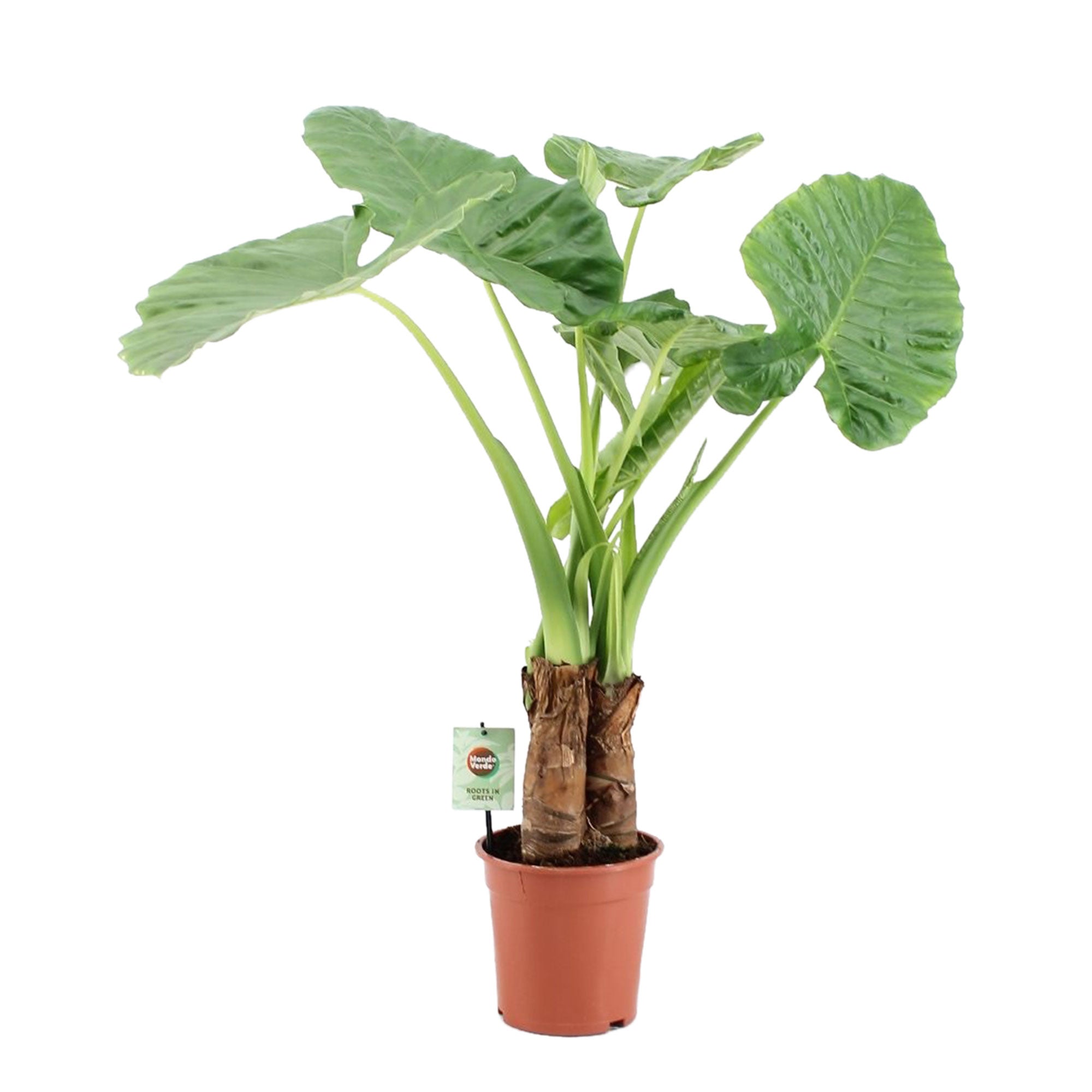 Kaufen Sie jetzt Zimmerpflanze Elefantenohr Alocasia macrorrhizos XL