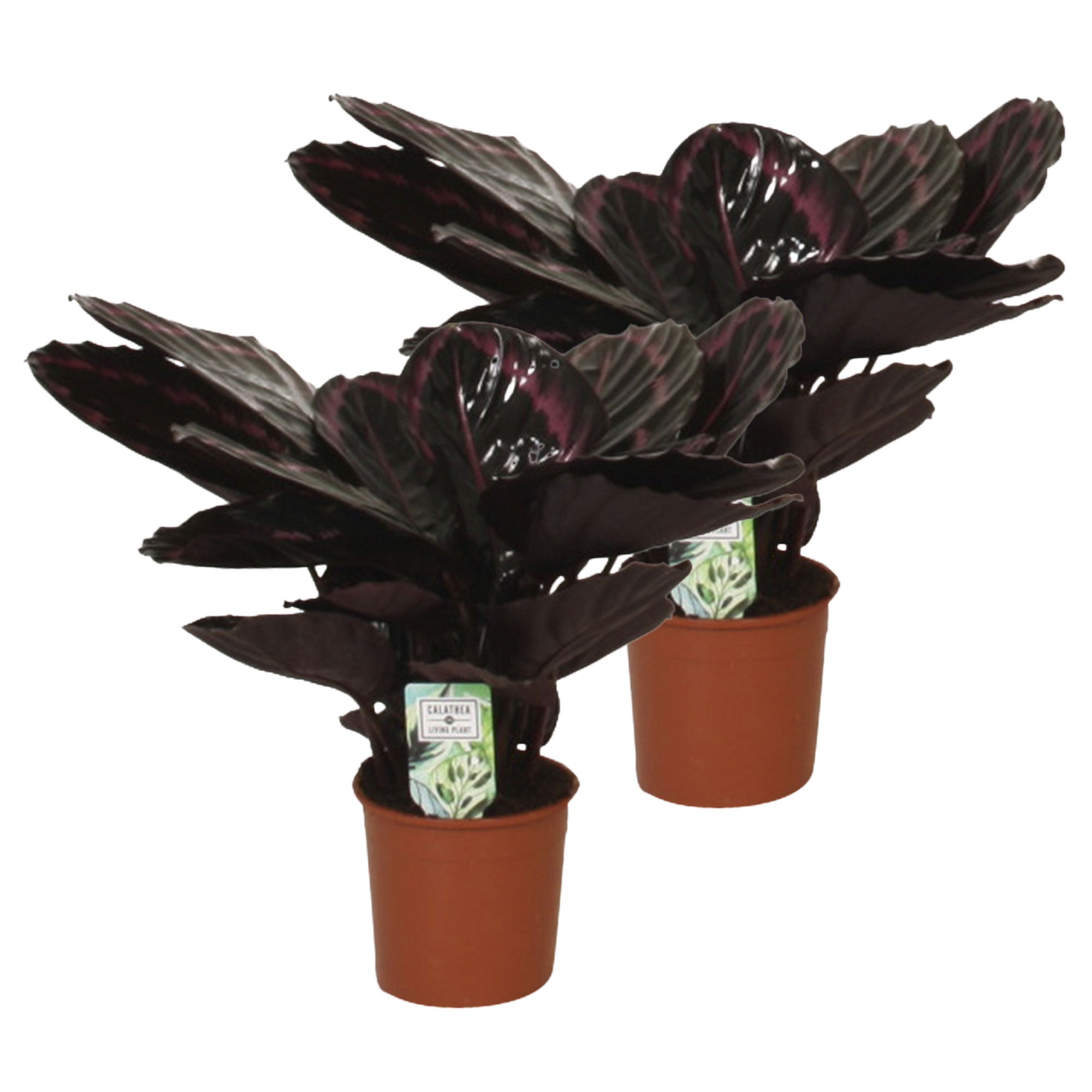 Kaufen Sie jetzt Zimmerpflanze 2x Calathea 'Surprise Star'