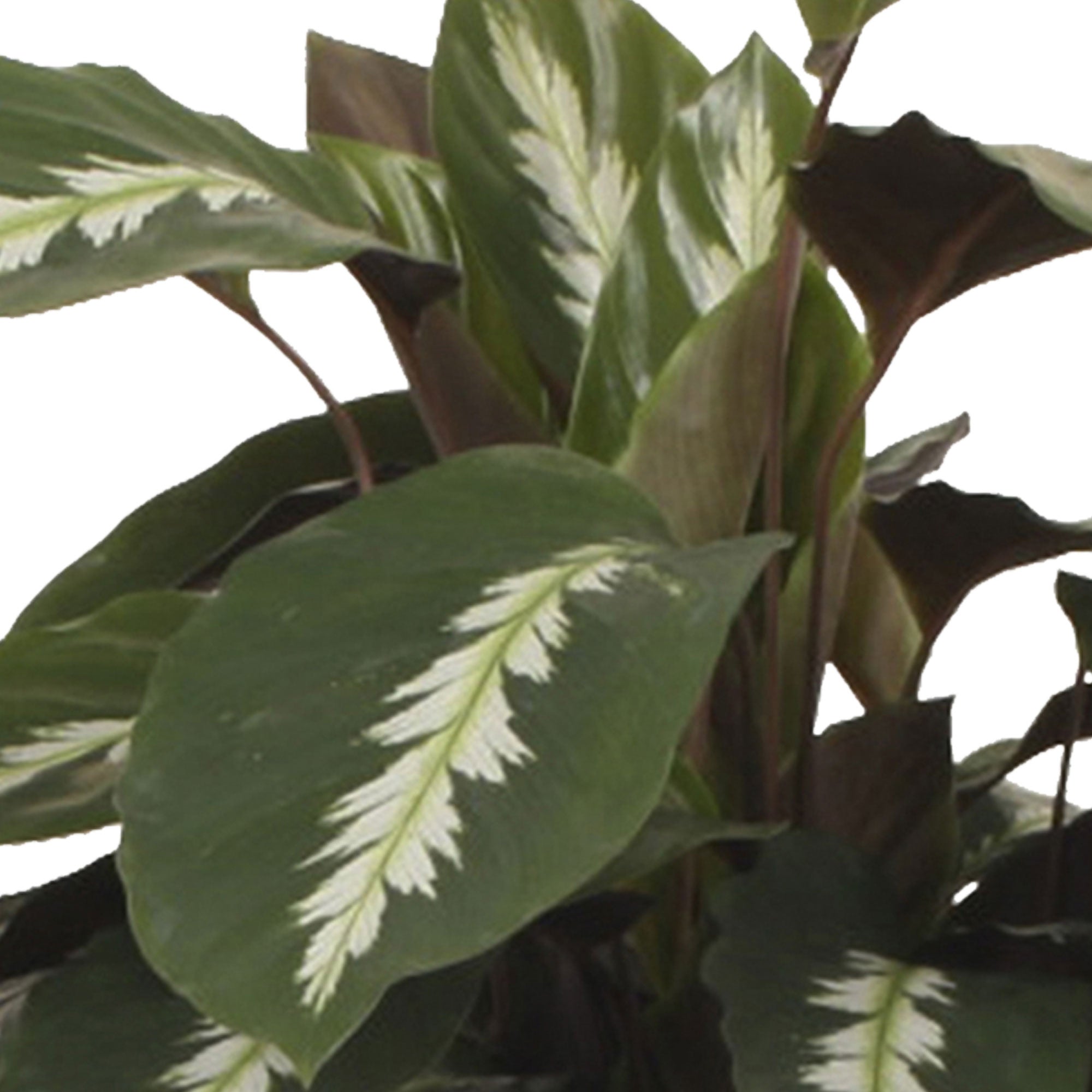 2x Calathea 'Maui Queen'