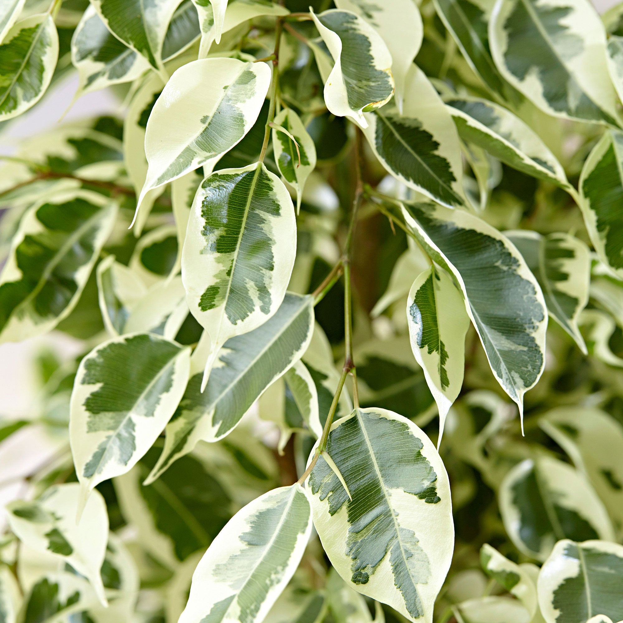Birkenfeige Ficus benjamina 'Twilight'