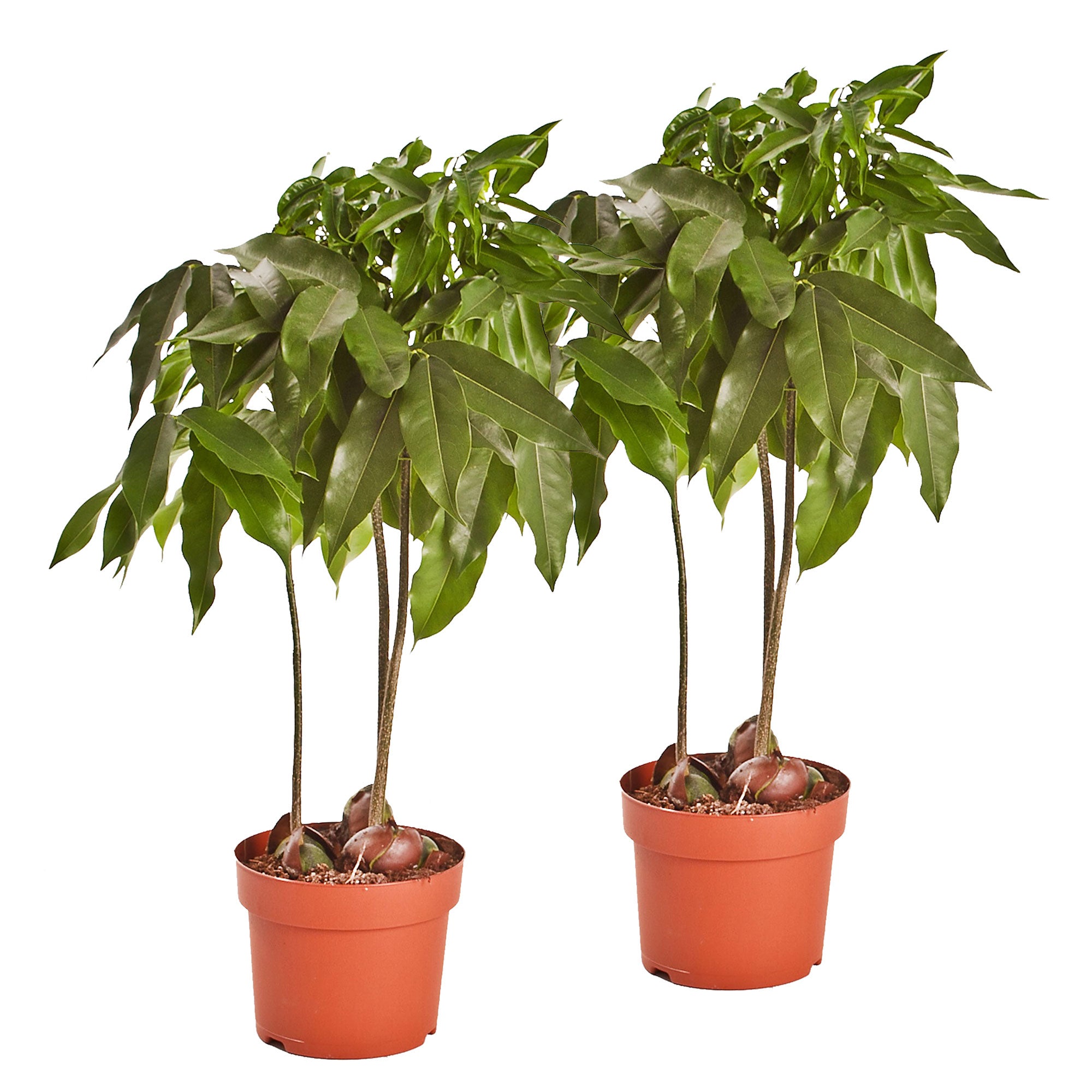 2x Australische Kastanie Castanospermum australe