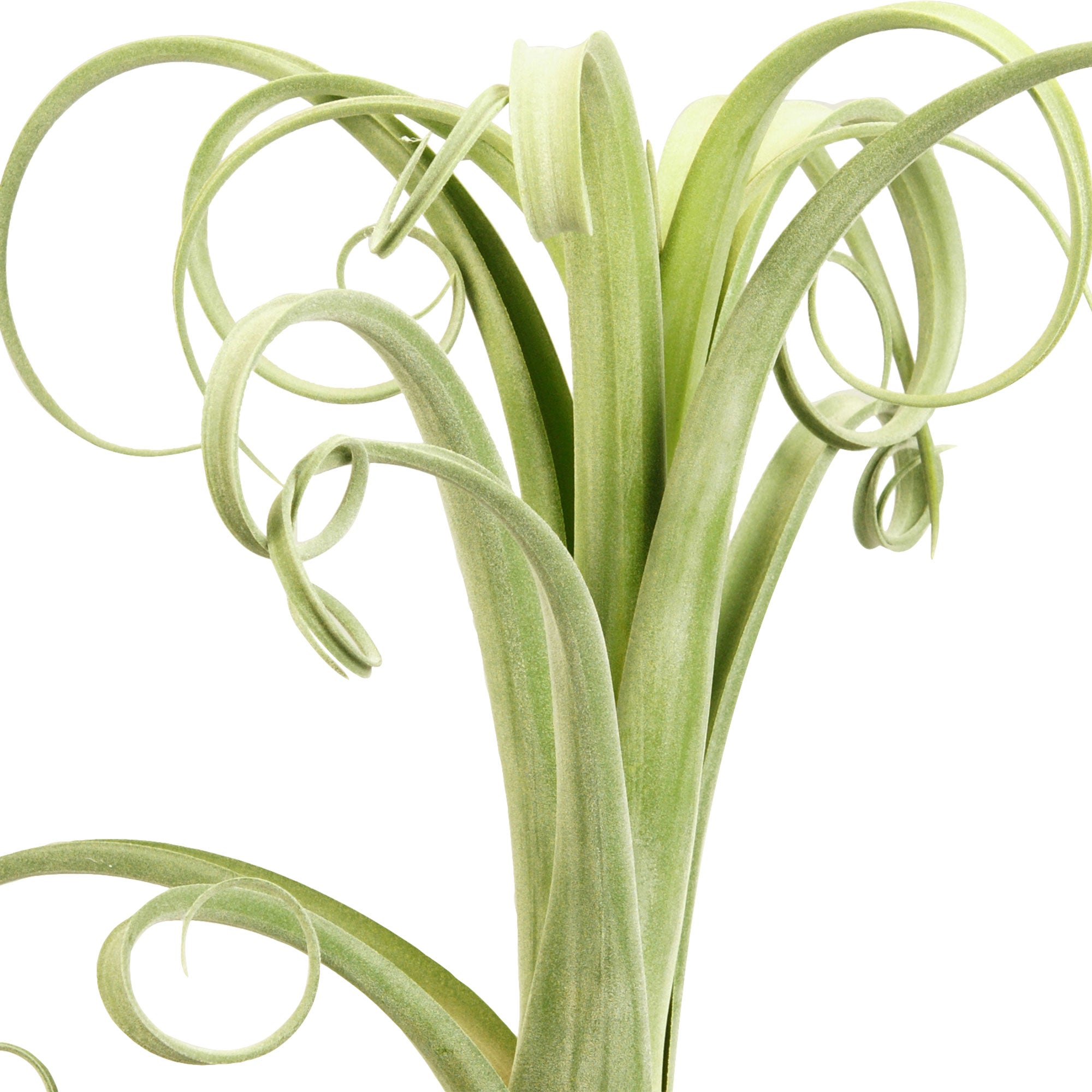 zimmerpflanzen 123 Kaufen Sie jetzt Zimmerpflanze Bromelie Tillandsia 'Curly Slim' inkl.  Dekotopf