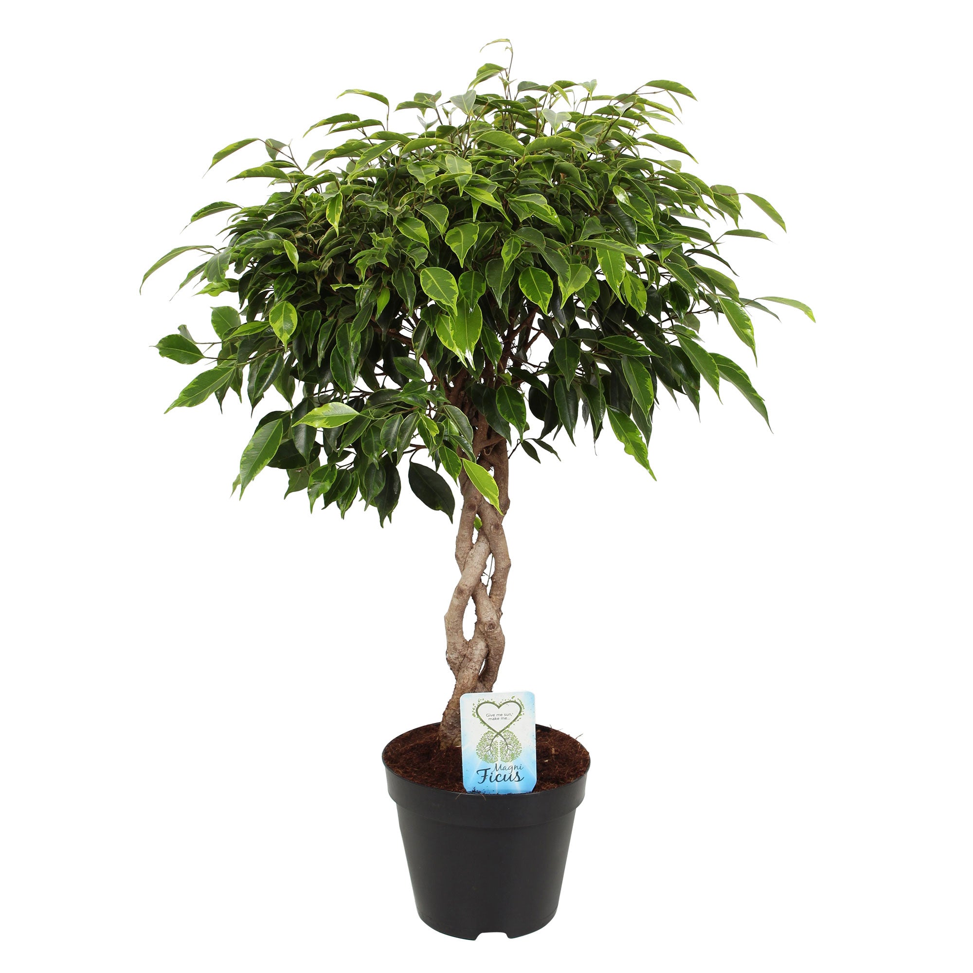 Kaufen Sie jetzt Zimmerpflanze Birkenfeige Ficus benjamina 'Anastasia' -  geflochtenen Stamm