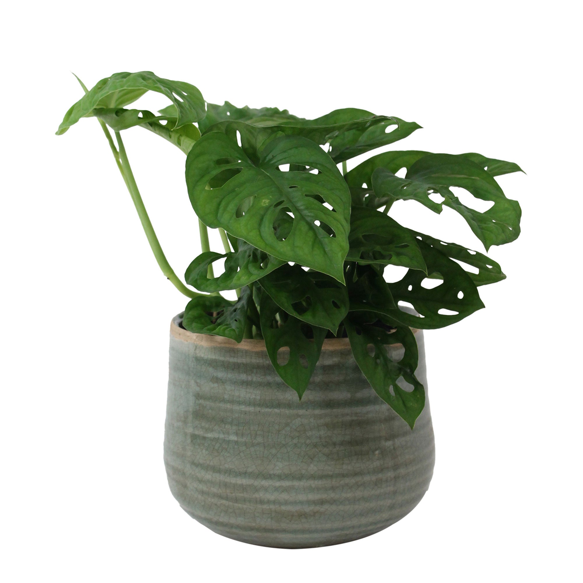 Kaufen Sie jetzt Zimmerpflanze Fensterblatt Monstera 'Monkey Leaf' inkl.  Dekotopf - Hängepflanze