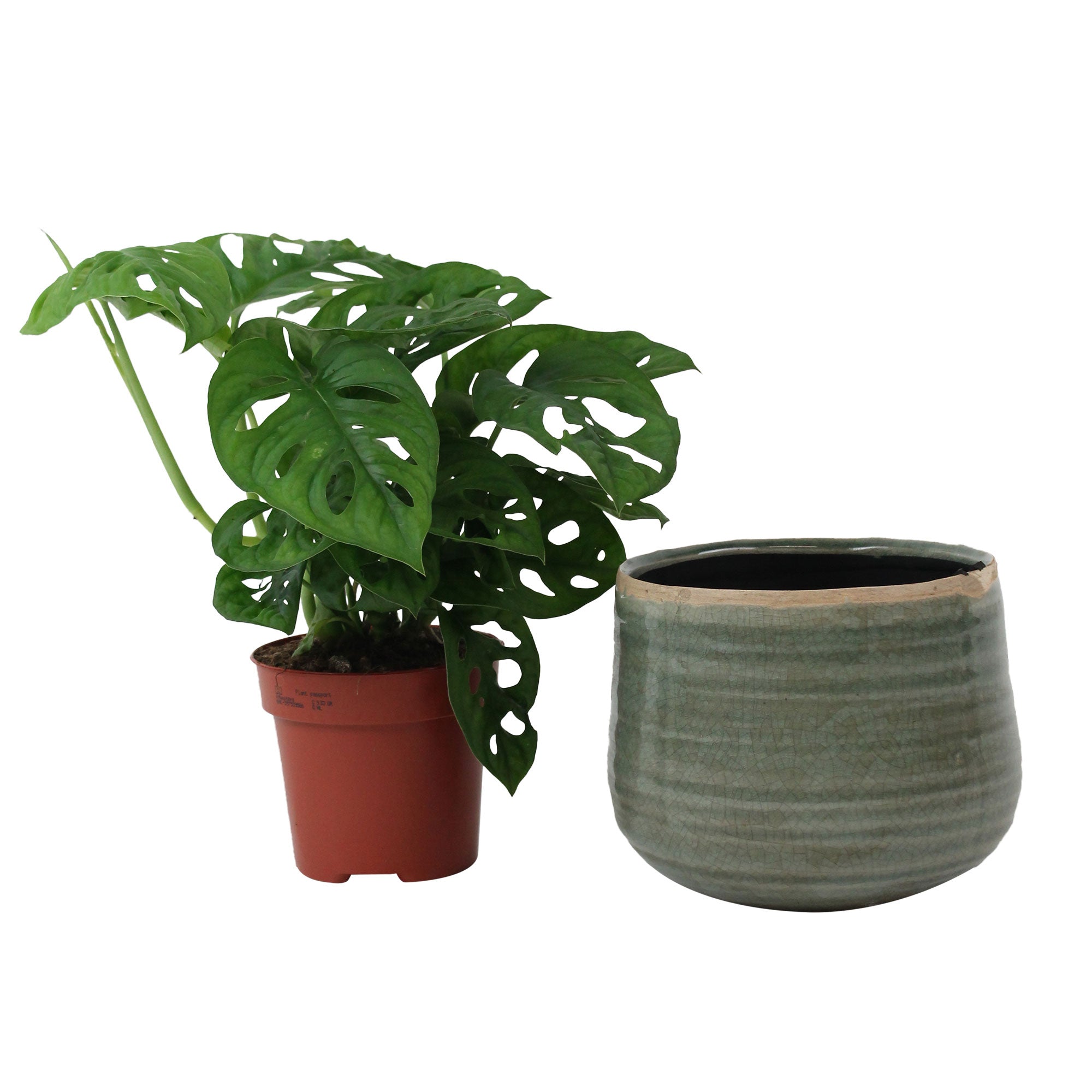 monstera monkey leaf hängepflanze Kaufen Sie jetzt Zimmerpflanze Fensterblatt Monstera 'Monkey Leaf' inkl.  Dekotopf - Hängepflanze