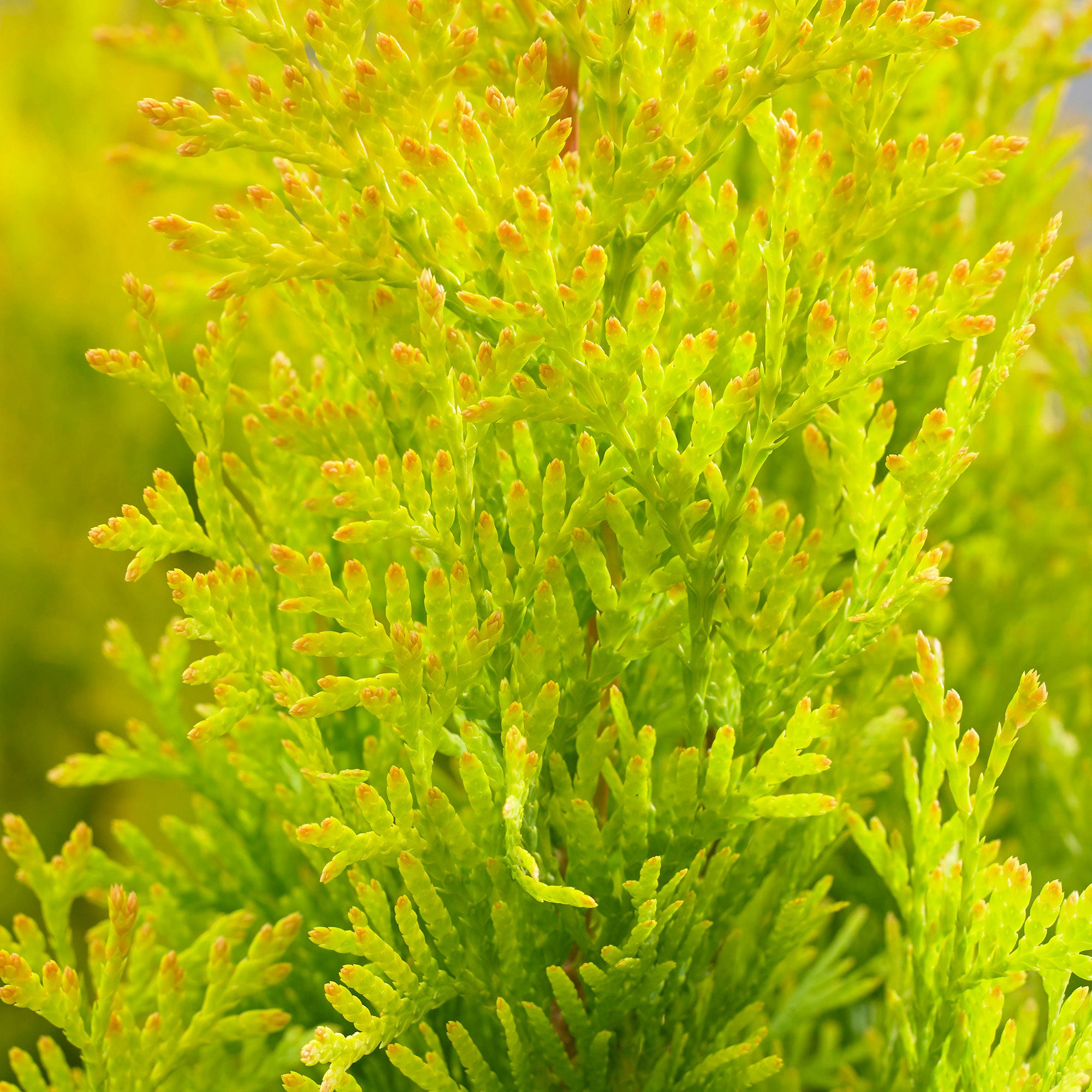 Kaufen Sie jetzt Konifere Lebensbaum Thuja 'Sunny Smaragd' - Winterhart  kaufen