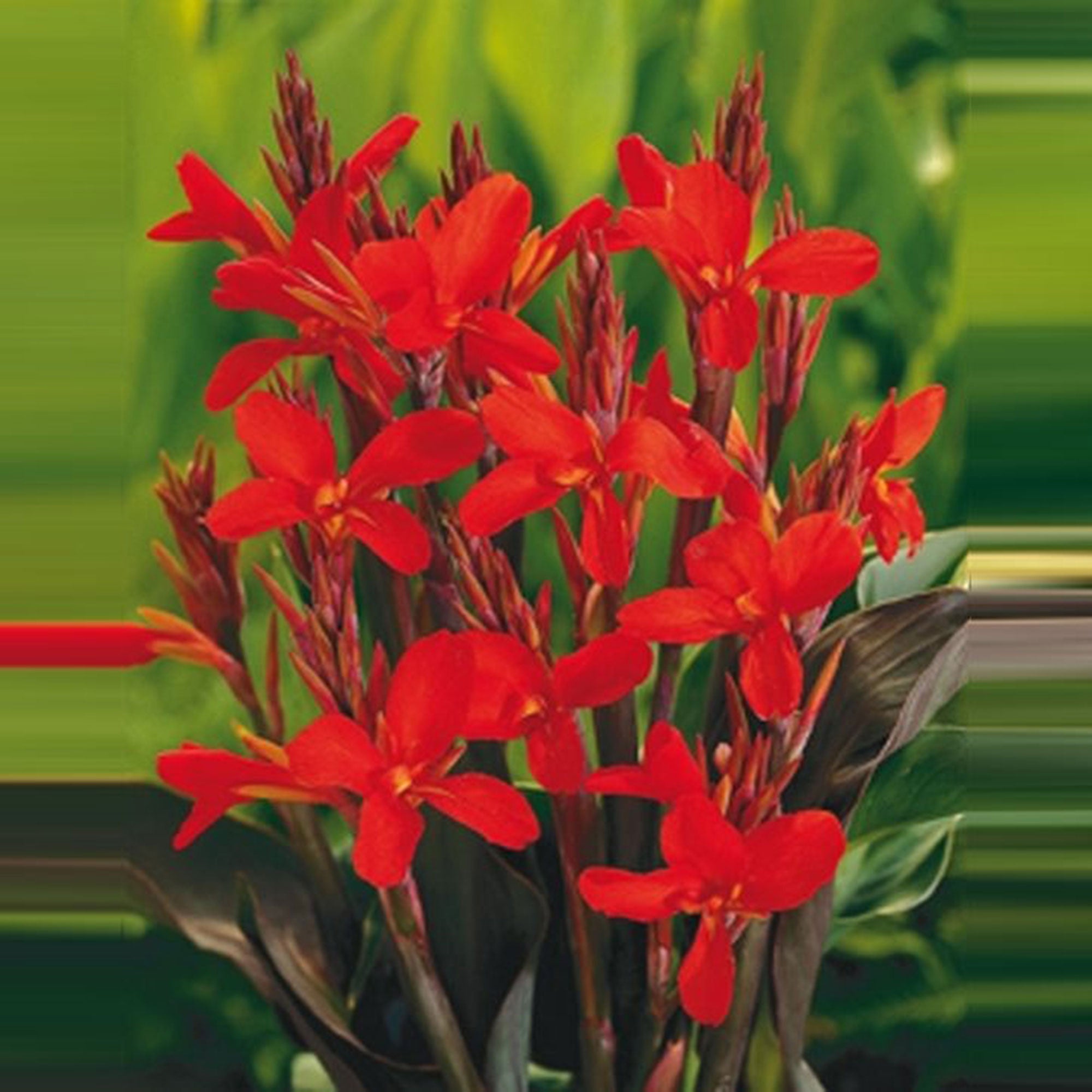 Kaufen Sie jetzt Teichpflanze Blumenrohr Canna rot Sumpfpflanze