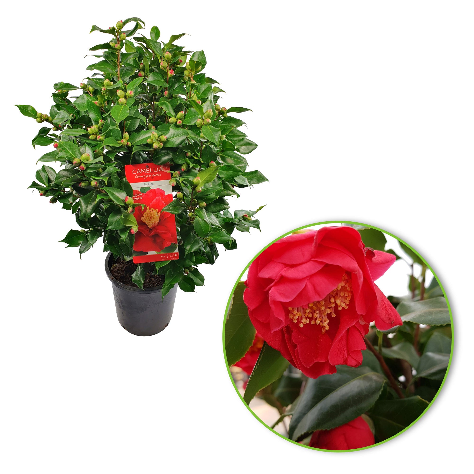 Kamelie Camellia japonica 'Dr. King' rosa