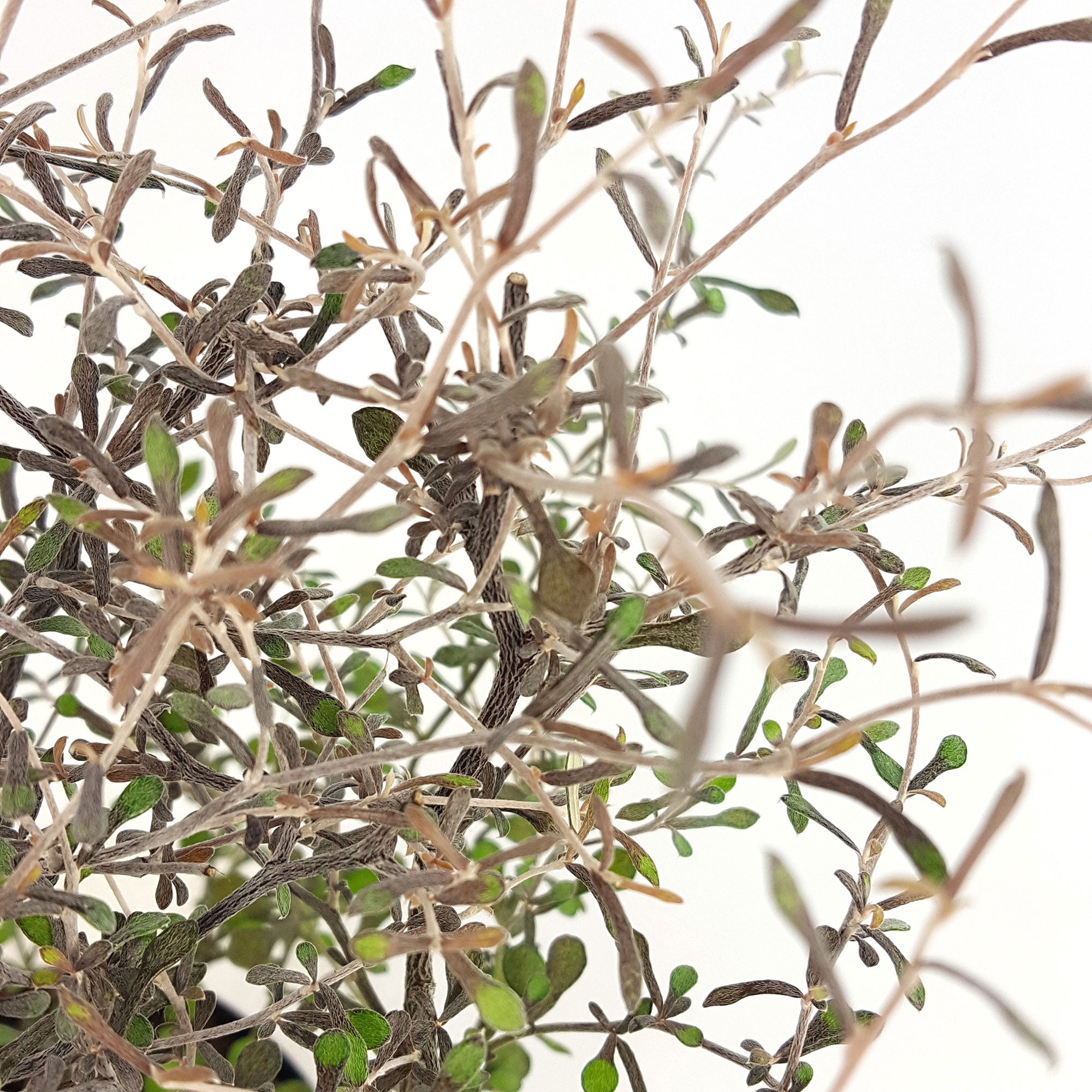 Kaufen Sie jetzt Zierstrauch Zickzackstrauch Corokia 'Silver Leaf' Grün -  Winterhart kaufen