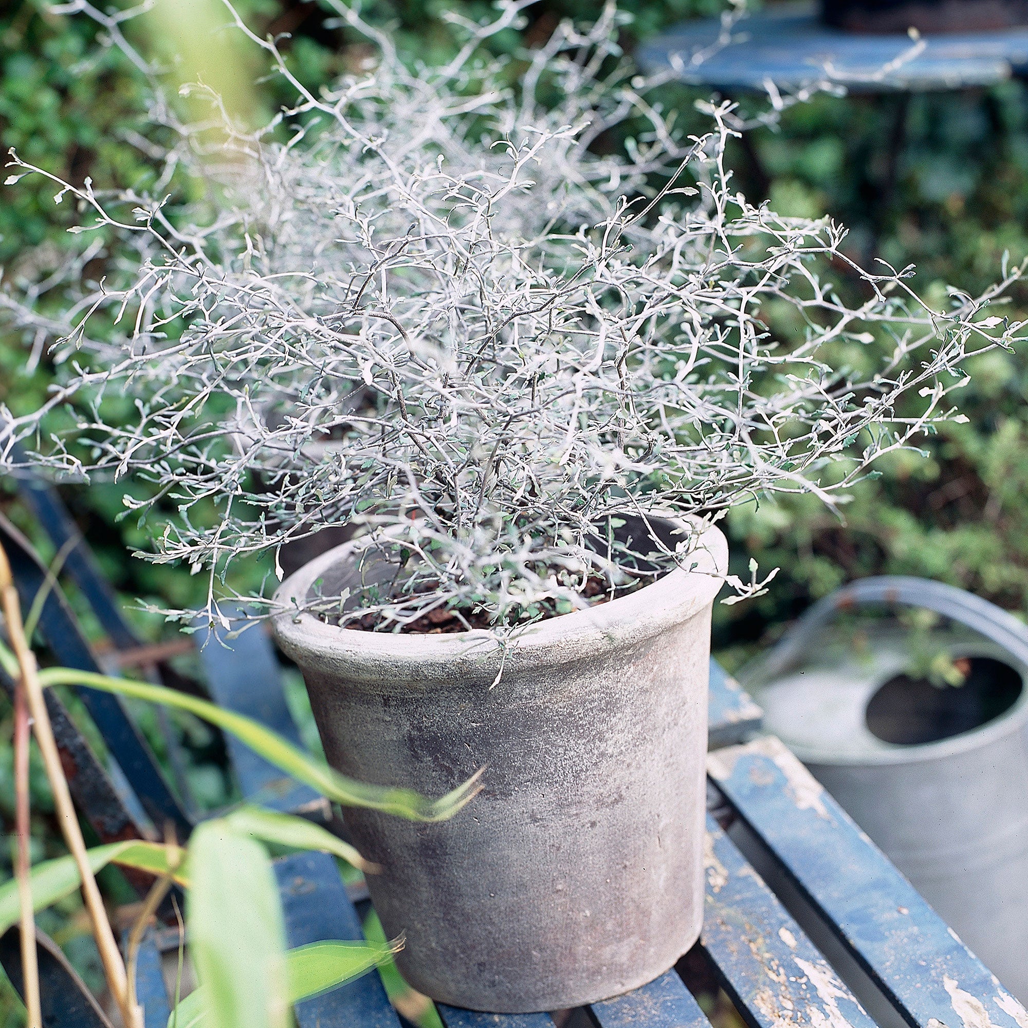 Kaufen Sie jetzt Zierstrauch Zickzackstrauch Corokia 'Silver Leaf' Grün -  Winterhart kaufen