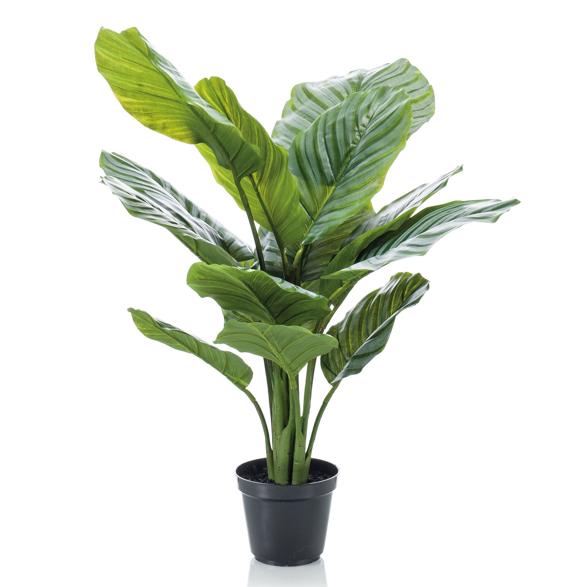 Künstliche Pflanze Calathea inkl. Ziertopf, schwarz kaufen