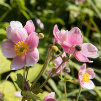 Herbstanemone Anemone 'September Charm' - Biologisch rosa - Winterhart