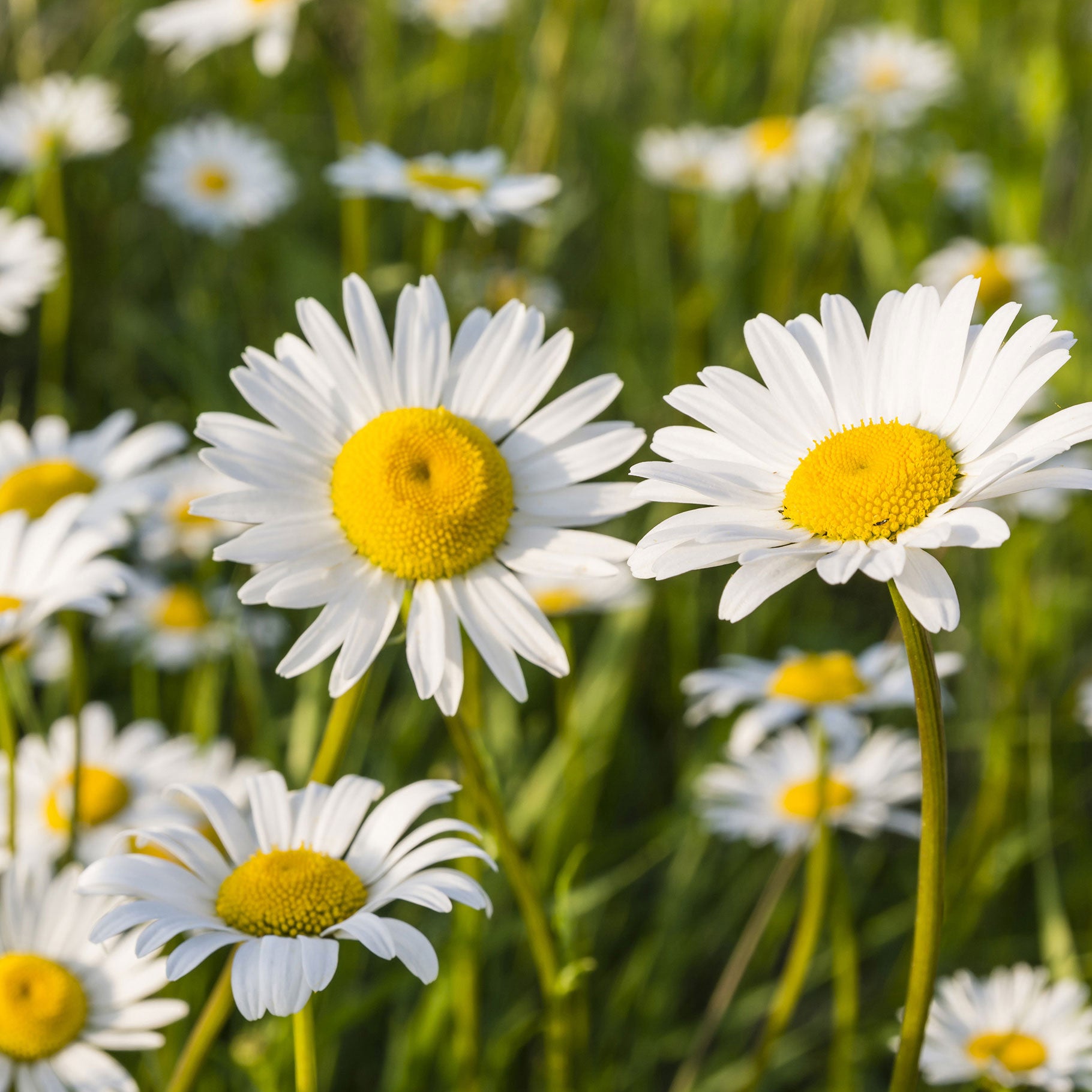 Kaufen Sie jetzt Staude Margerite Leucanthemum 'Maikoningin