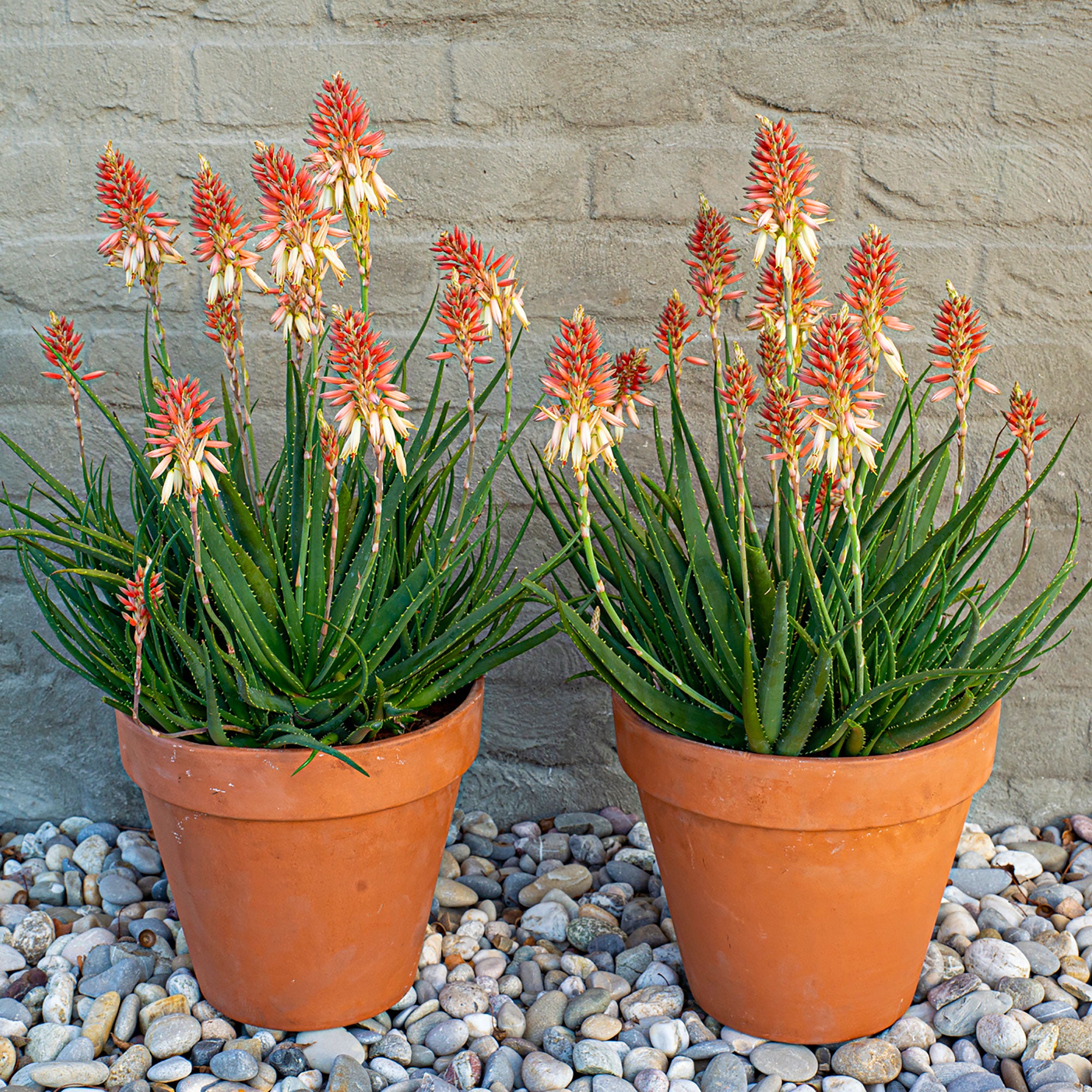 Aloe 'Safari Sunrise' Orange