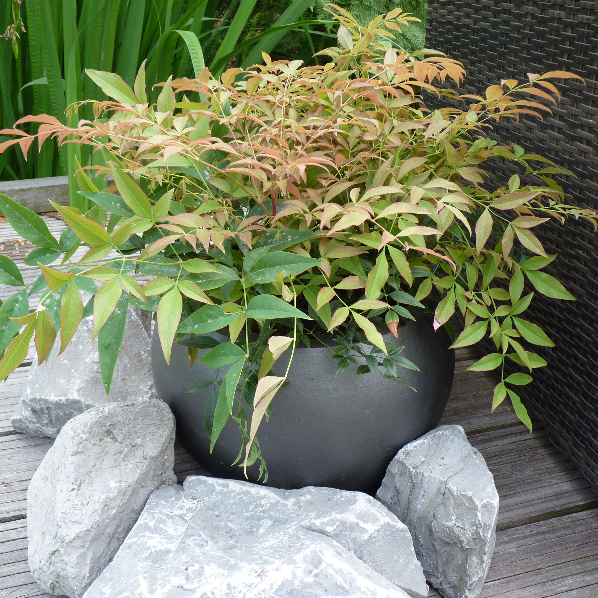 Kaufen Sie jetzt Zierstrauch Himmelsbambus Nandina 'Magical Sunrise'  orange-rot - Winterhart kaufen