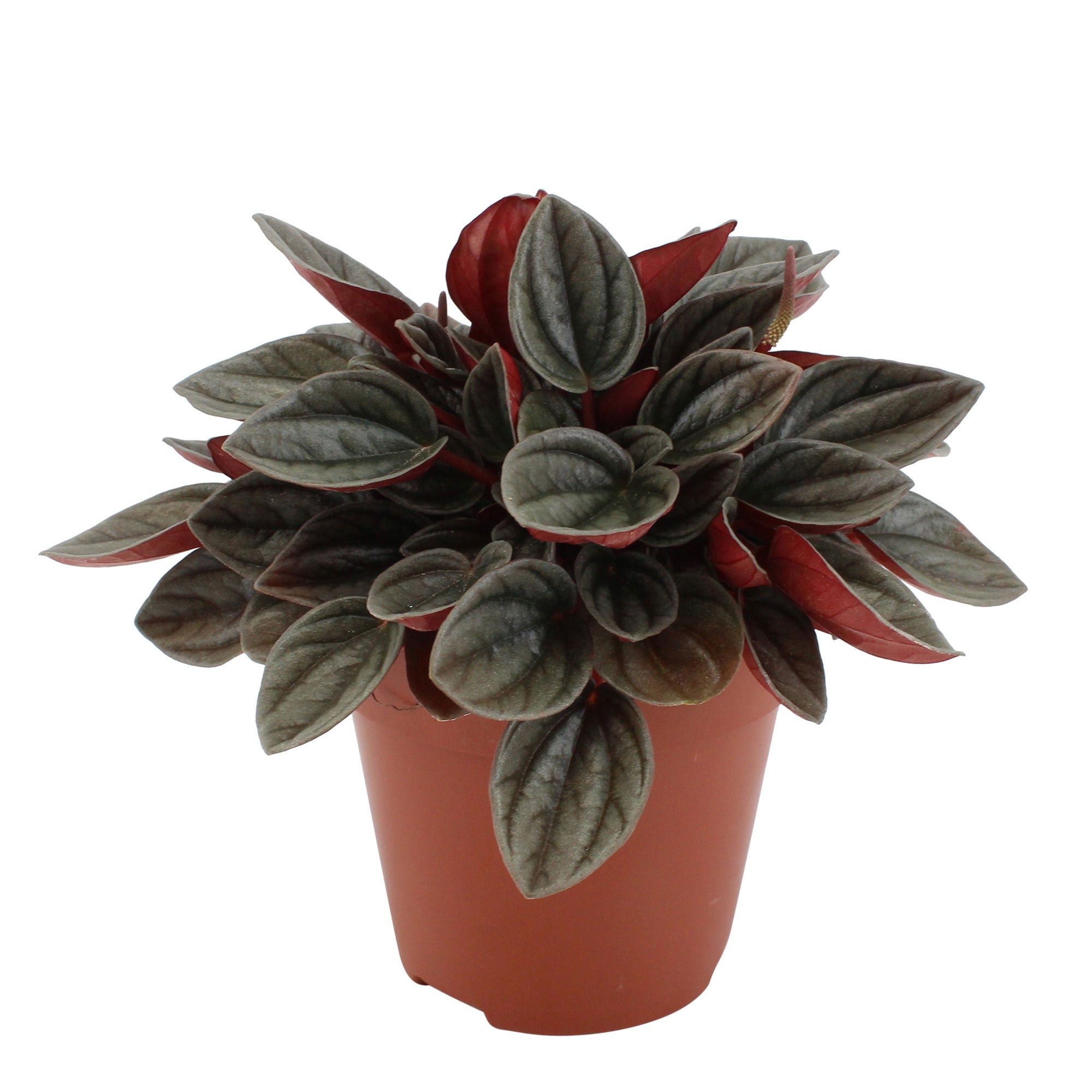 peperoni zimmerpflanze Kaufen Sie jetzt Zimmerpflanze Peperomia santorini grau-rosa