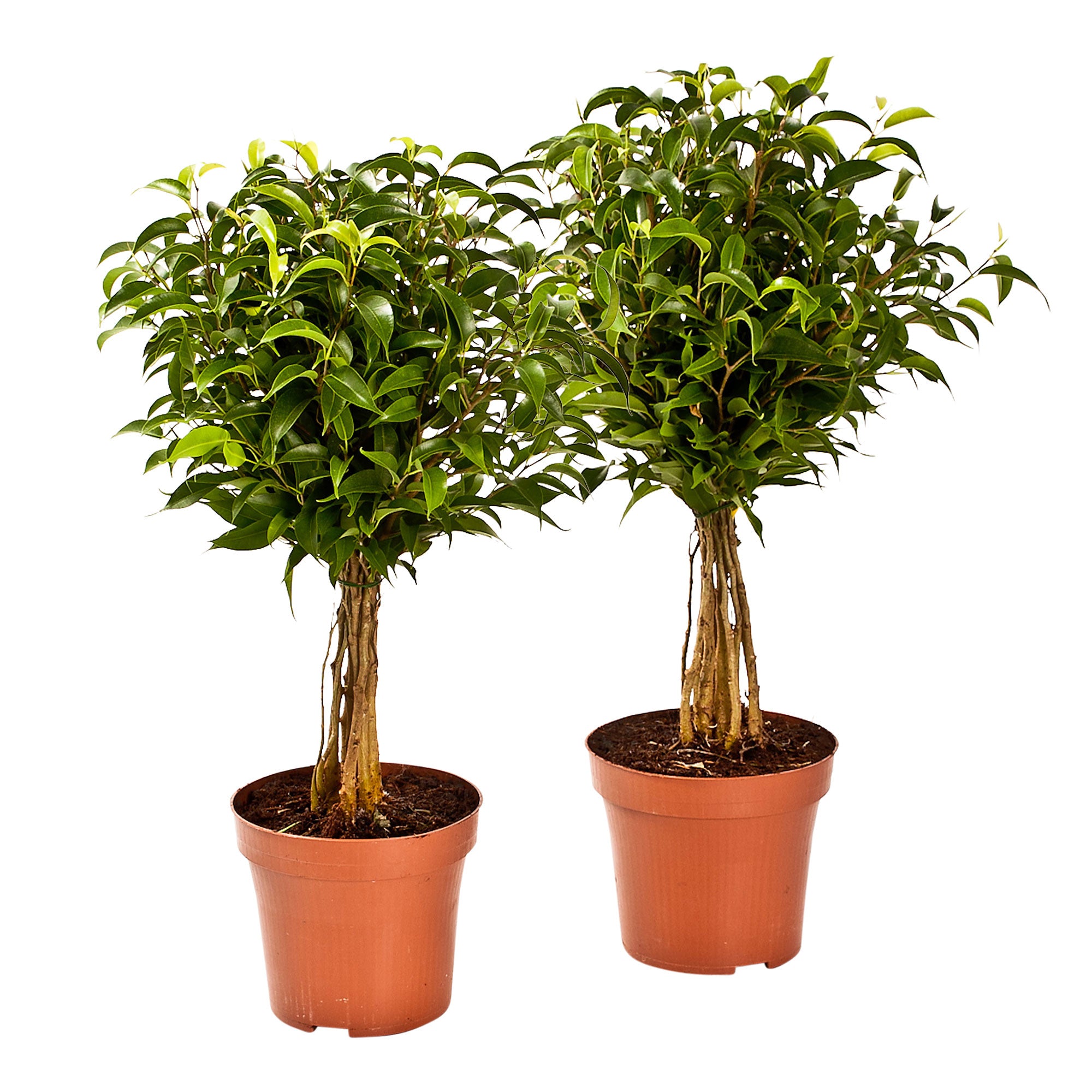 2x Birkenfeige Ficus benjamina 'Natasja' auf einem Stamm