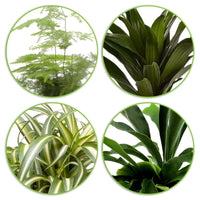 4x grüne Zimmerpflanzen – Mix 'Gorgeous Green'
