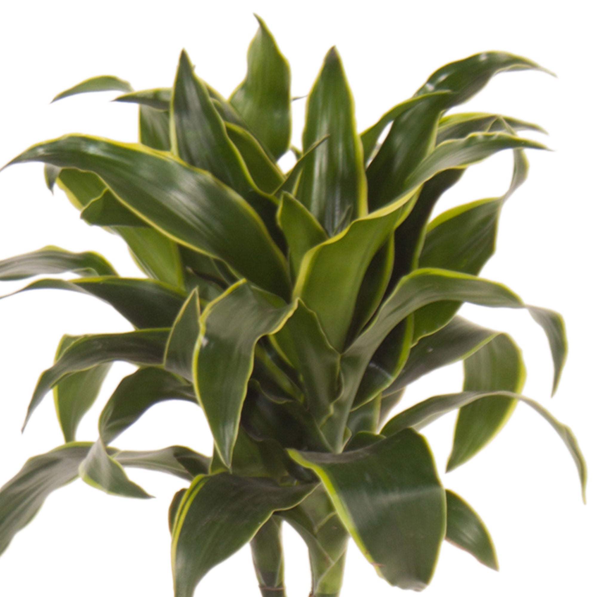 Kaufen Sie jetzt Zimmerpflanze Drachenblutbaum Dracaena 'Dorado'