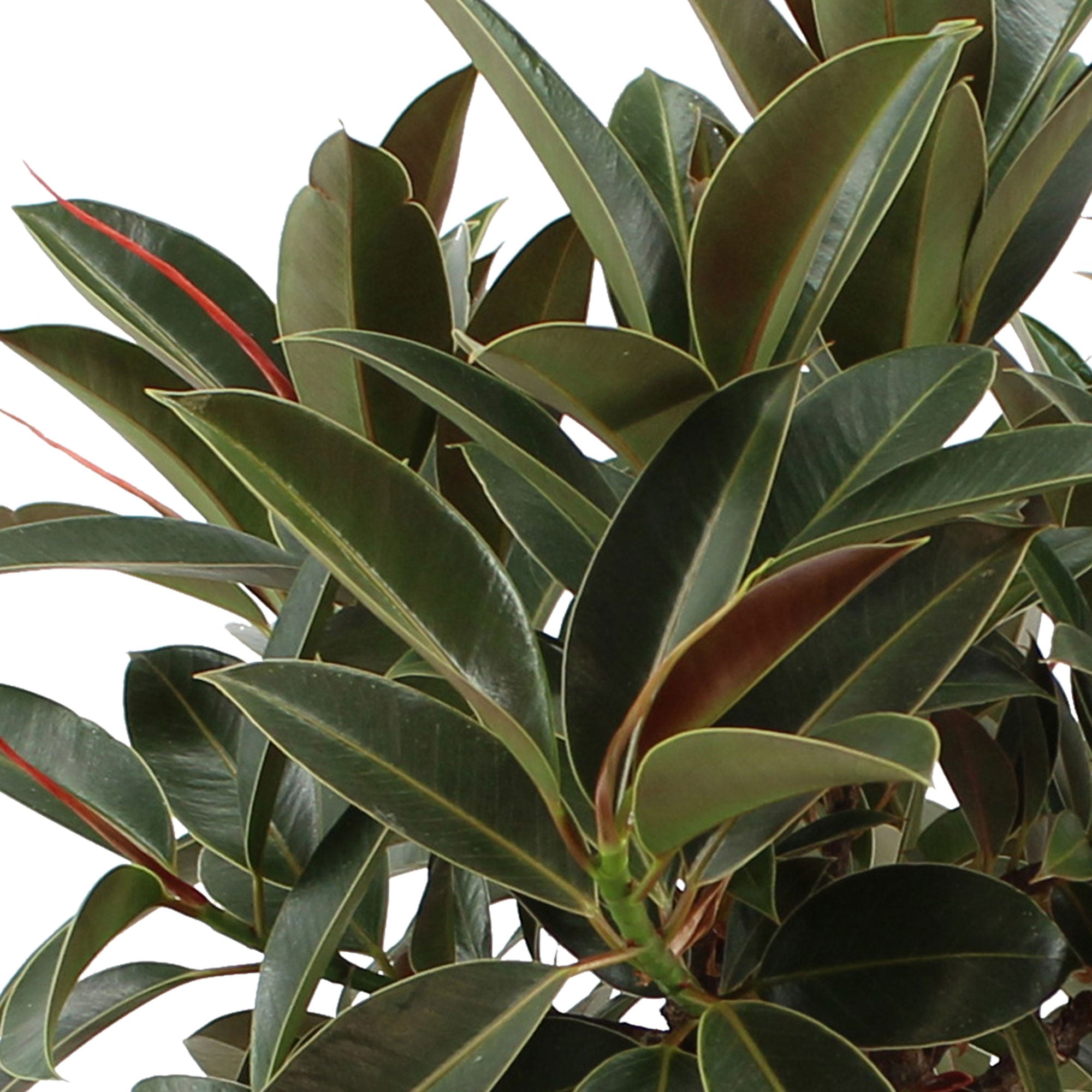Gummibaum Ficus elastica 'Petite Melany'