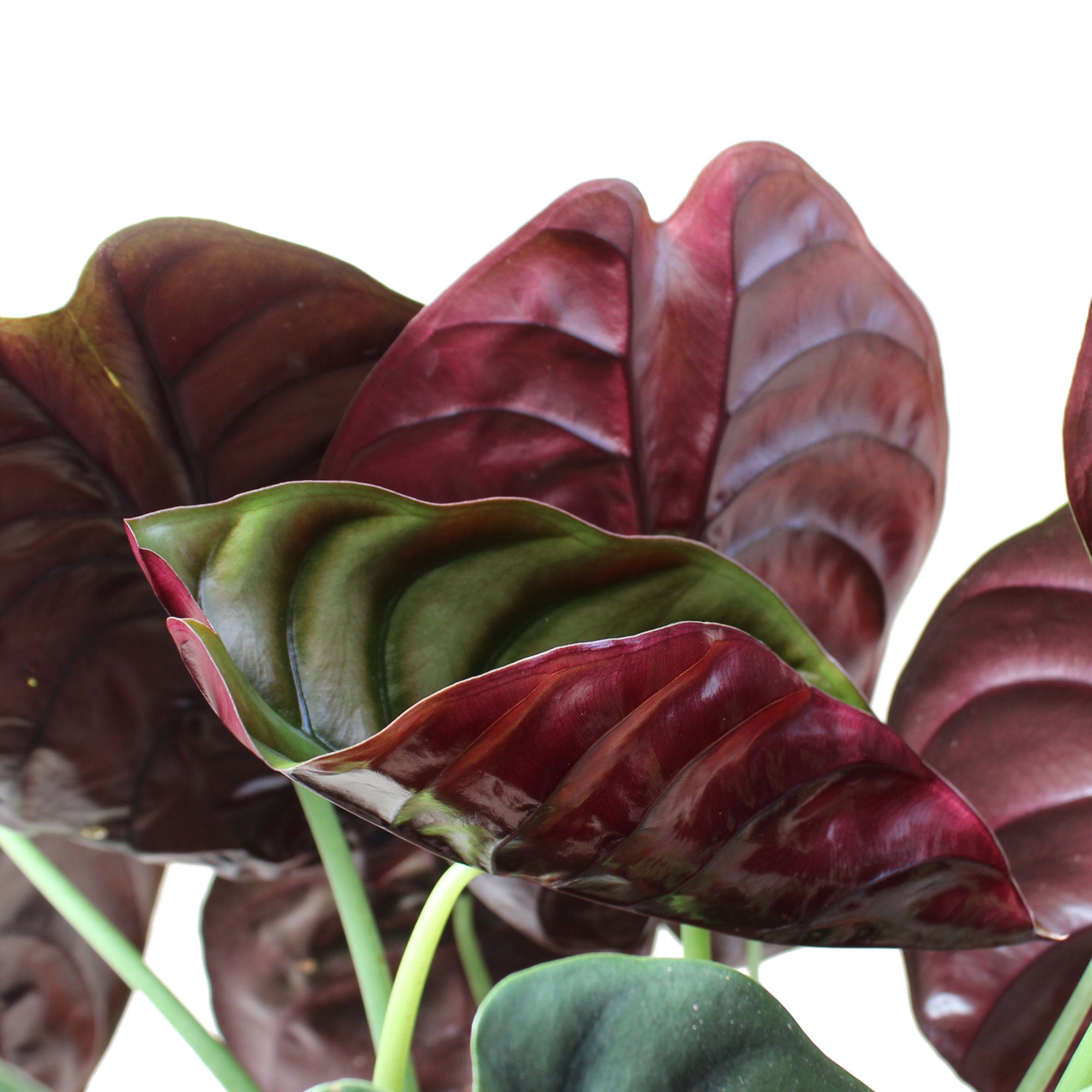 Elefantenohr Alocasia 'Red Secret'