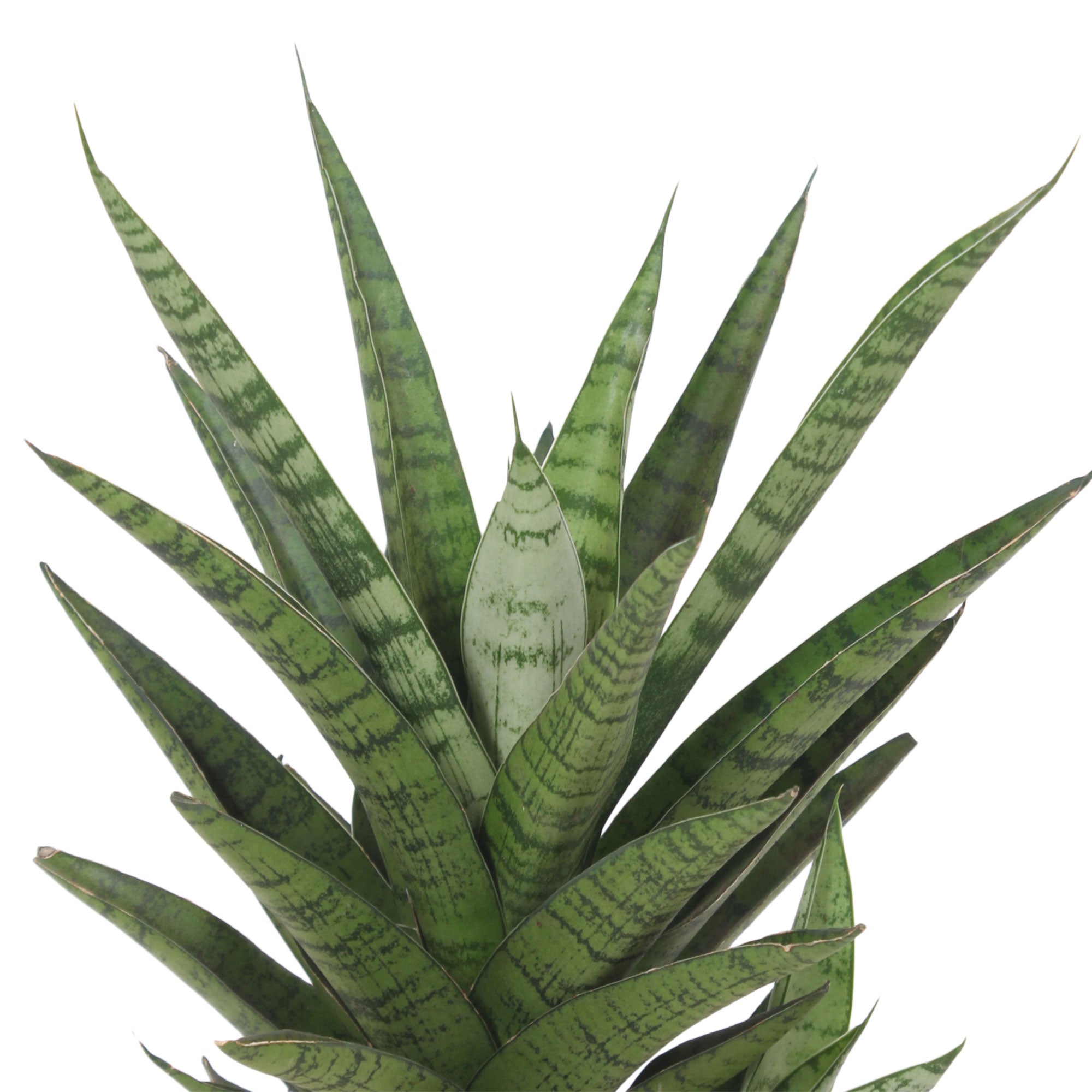 Kaufen Sie jetzt Zimmerpflanze Bogenhanf Sansevieria 'Tough Lady'