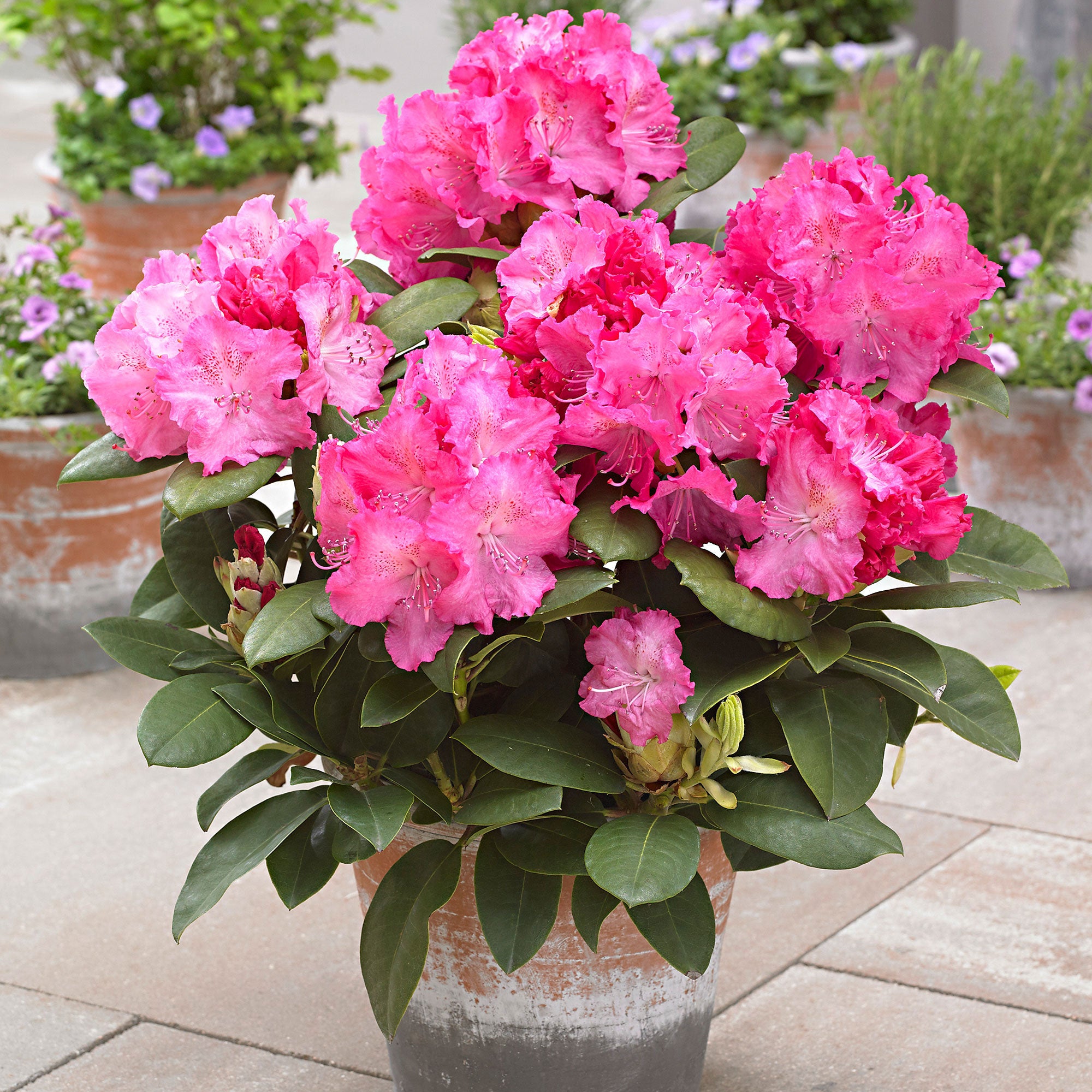 rhododendron hybride germania Rhododendron 'Germania' rosa