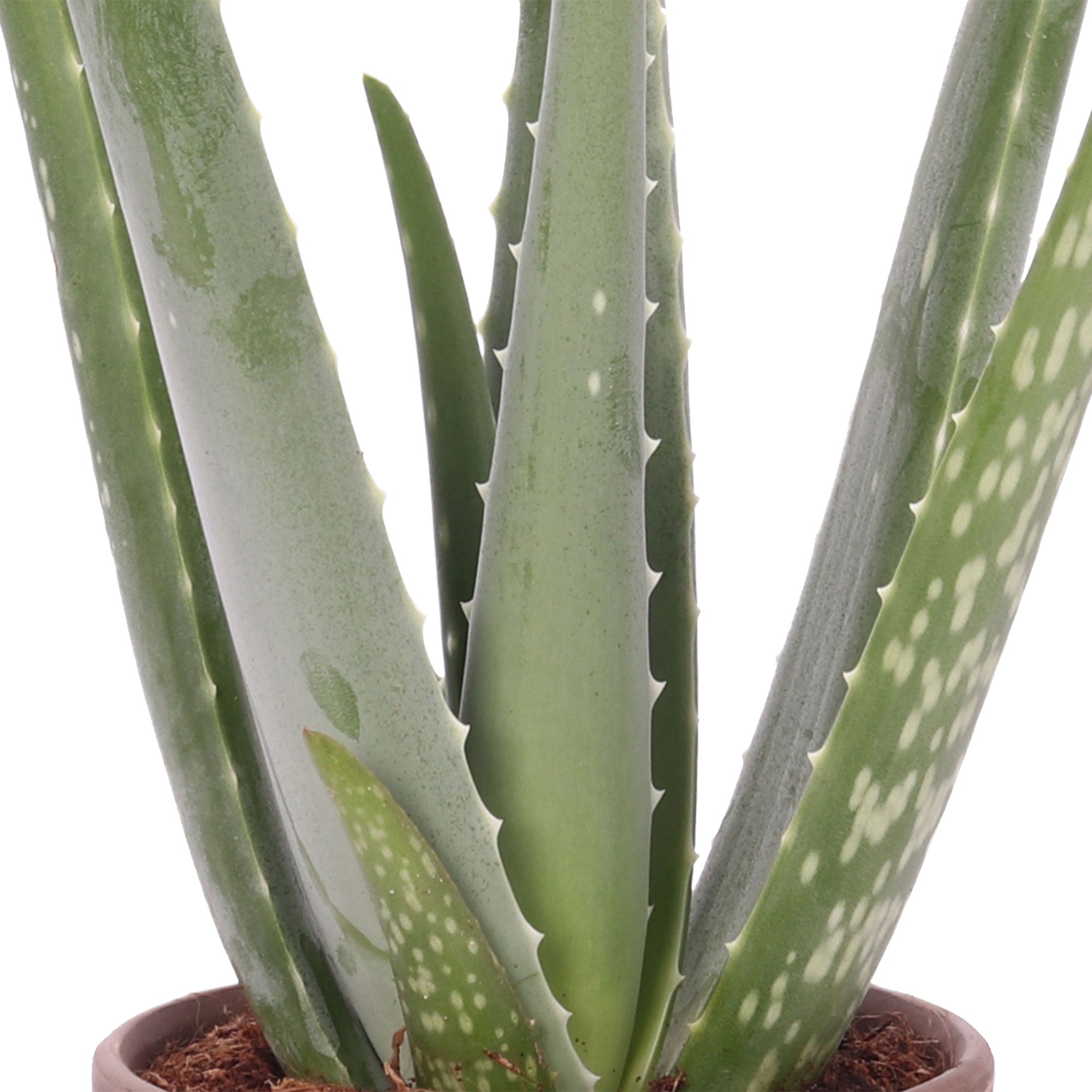 Kaufen Sie jetzt Zimmerpflanze Aloe vera inkl. Dekotopf Terrakotta, grau