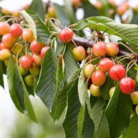 Zwerg-Kirschbaum Prunus avium 'Bigarreau Napoléon' Grün-Rot-Weiß - Bio - Winterhart