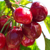 Zwerg-Kirschbaum Prunus avium 'Regina' Grün-Rot-Weiß - Bio - Winterhart