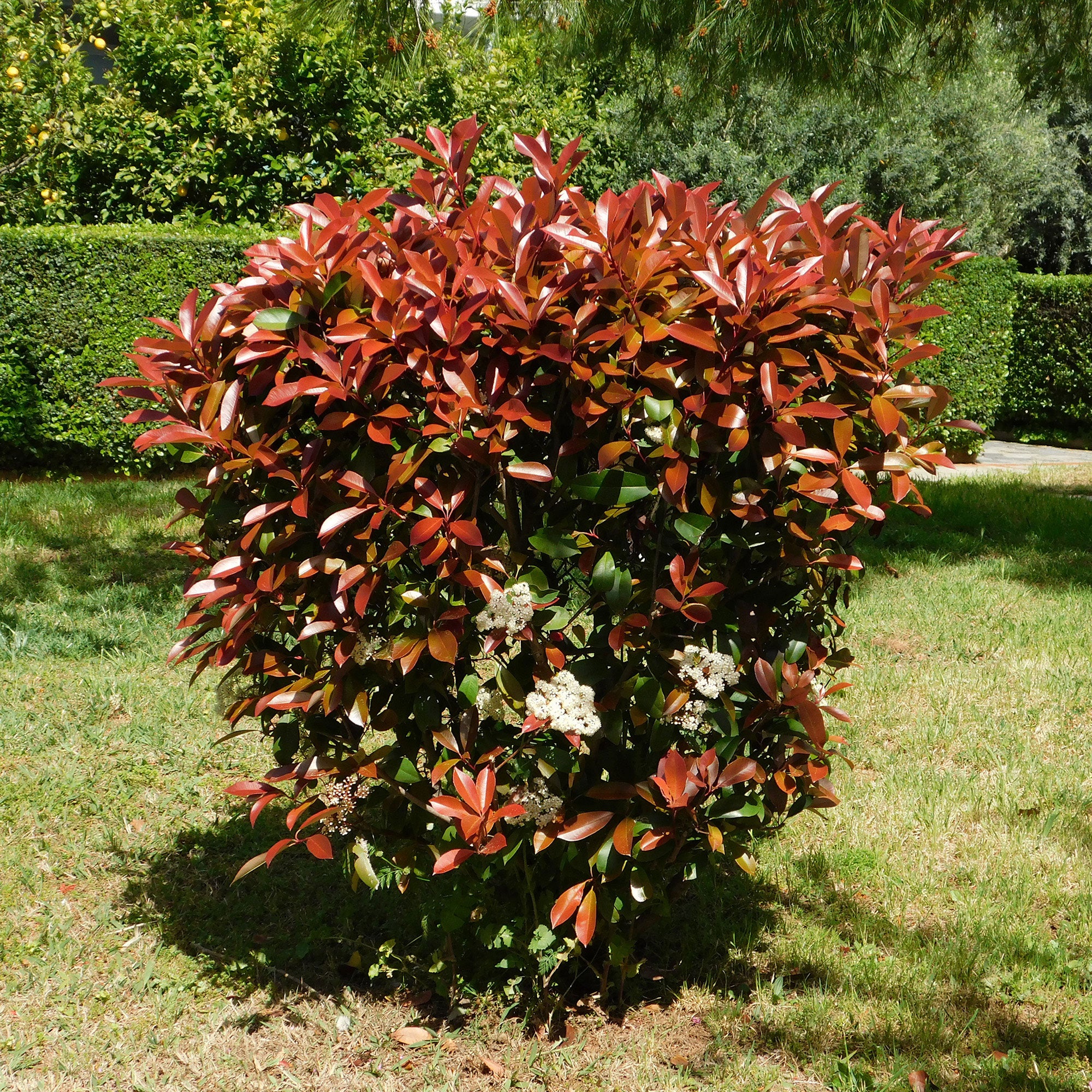 Kaufen Sie jetzt Heckenpflanze Glanzmispel Photinia fraseri 'Red Robin' -  Winterhart kaufen