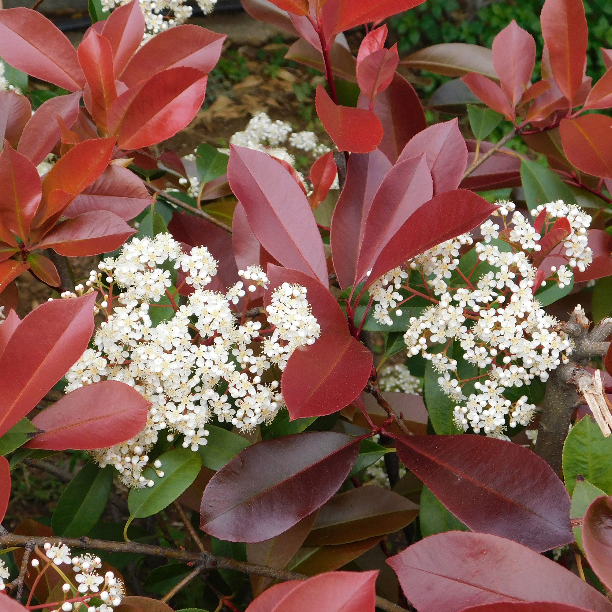 Kaufen Sie jetzt Heckenpflanze Glanzmispel Photinia fraseri 'Red Robin' -  Winterhart kaufen