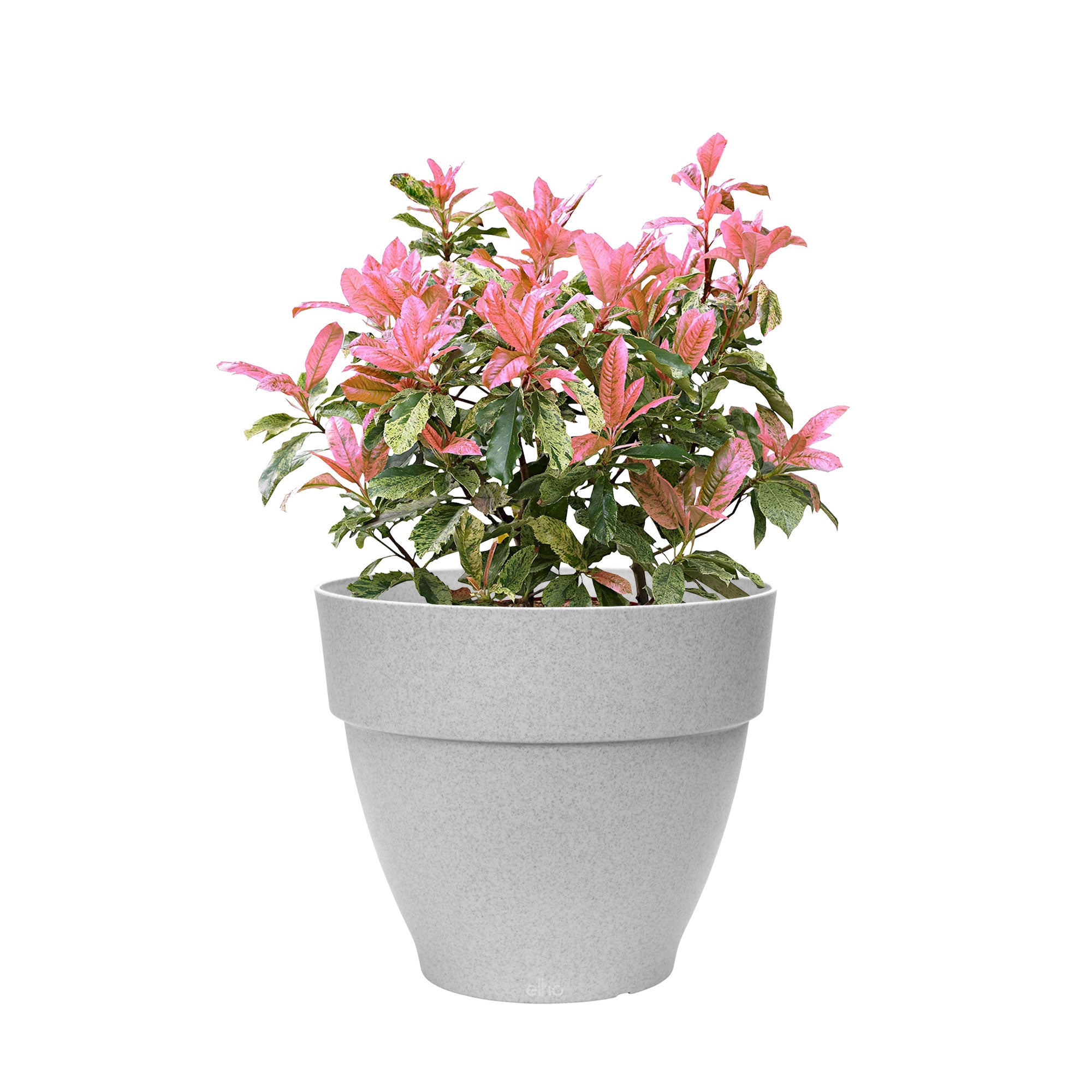 Kaufen Sie jetzt Zierstrauch Glanzmispel Photinia serratifolia 'Pink Crispy'  inkl. Elho Topf Vibia Campana, grau - Winterhart kaufen