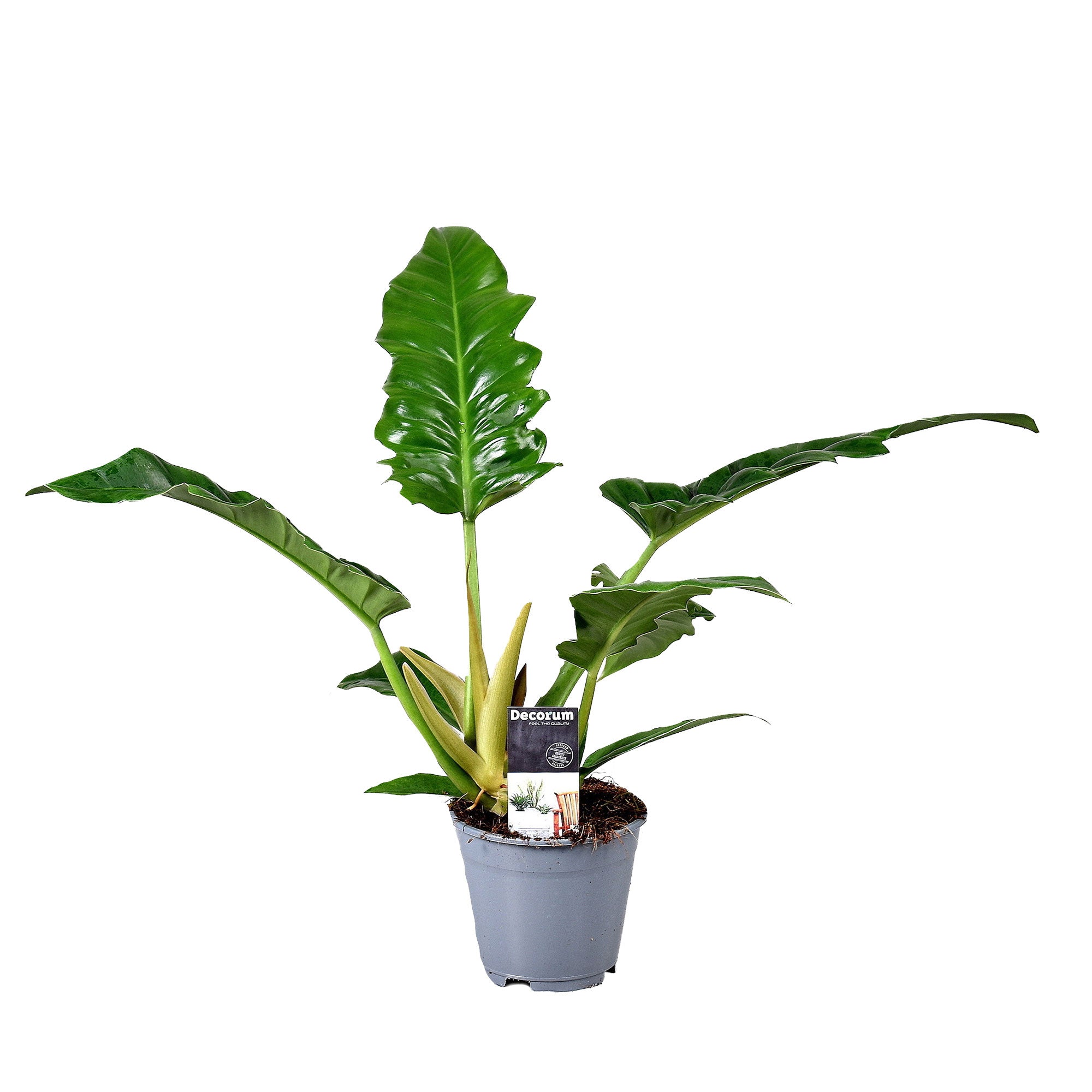 philodendron picture 4” Philodendron 'Pink Princess' (marble) – Canopy Plant Co main image 0