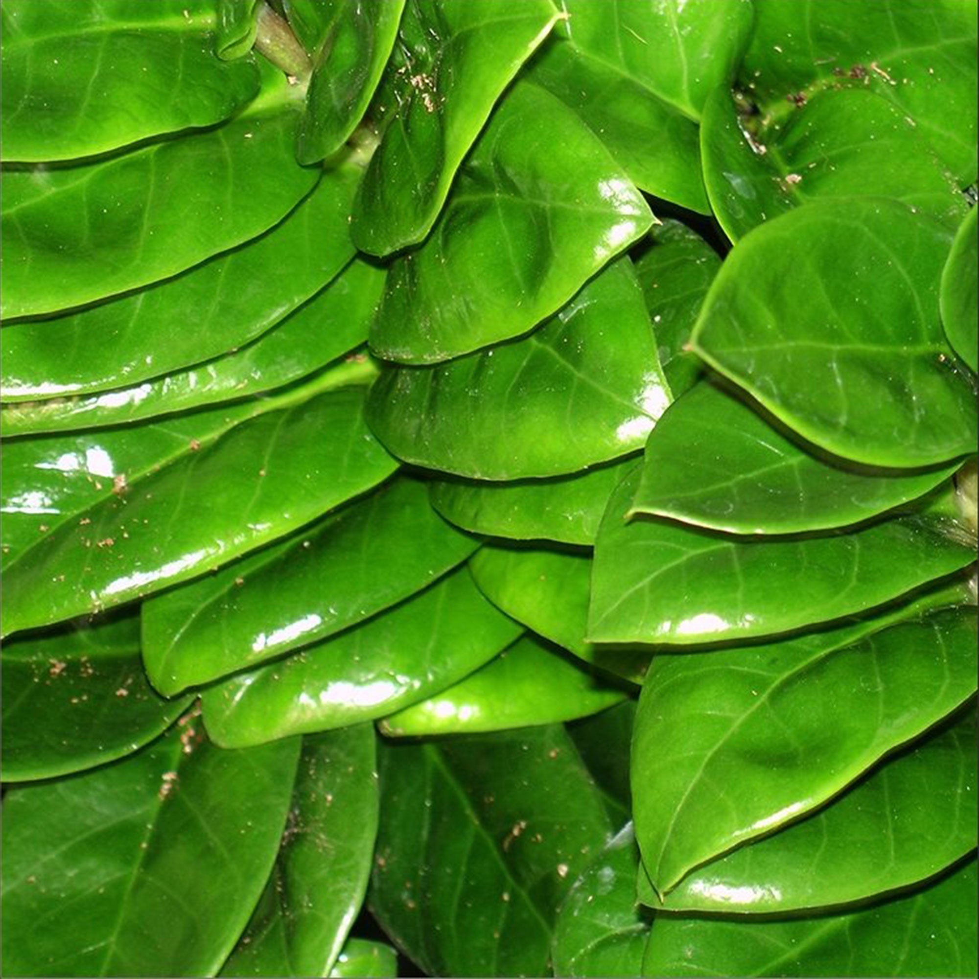 glücksfeder zenzi Kaufen Sie jetzt Zimmerpflanze Glücksfeder Zamioculcas zamiifolia 'Zenzi'