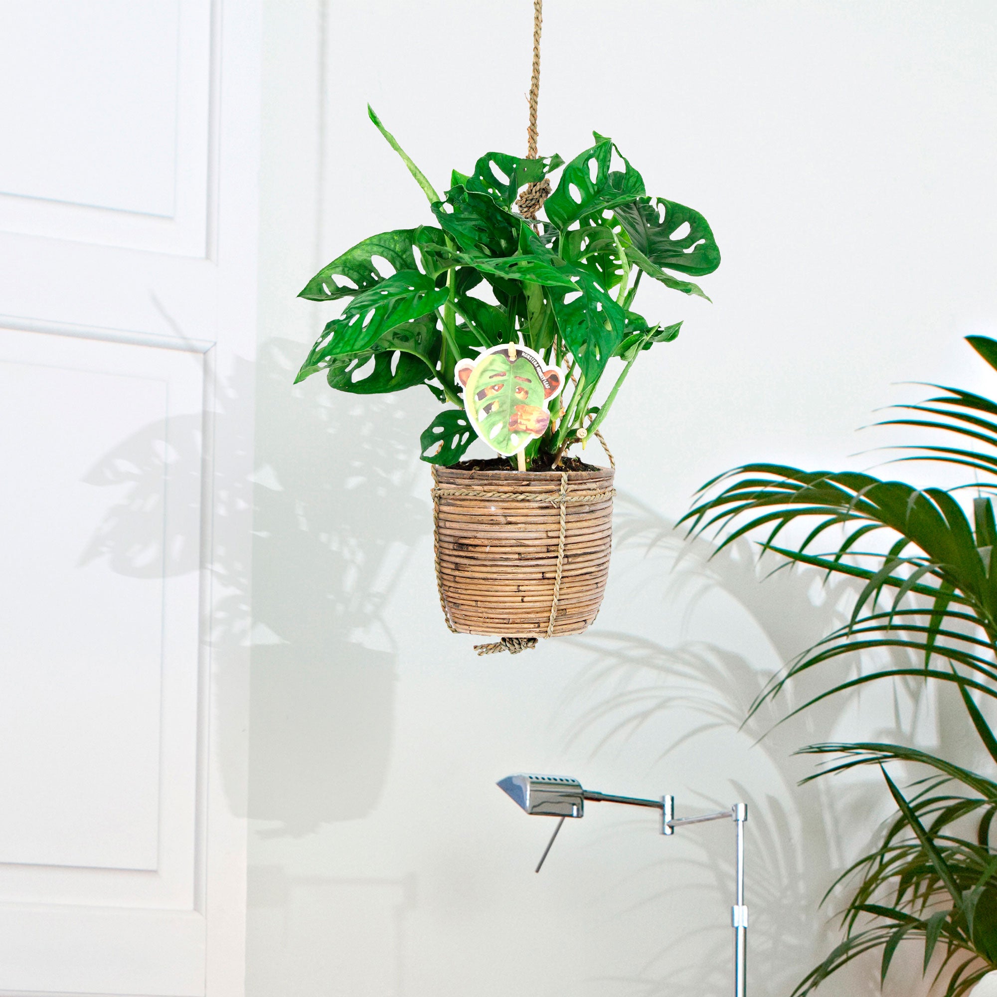 monstera im korb Kaufen Sie jetzt Zimmerpflanze Fensterblatt Monstera 'Monkey Leaf' inkl.  Hängetopf