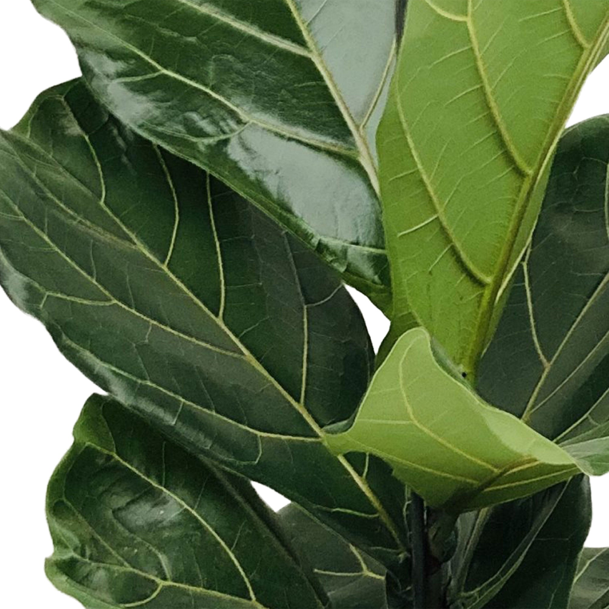 Kaufen Sie jetzt Zimmerpflanze Geigenfeige Ficus lyrata