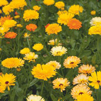 Marigold Calendula 'Pacific Beauty' - Mischung gelb-orange-weiβ 2,5 m² - Blumensamen