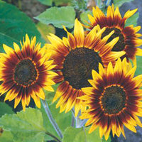 Sonnenblume Helianthus 'Ring of Fire' rot 3 m² - Blumensamen