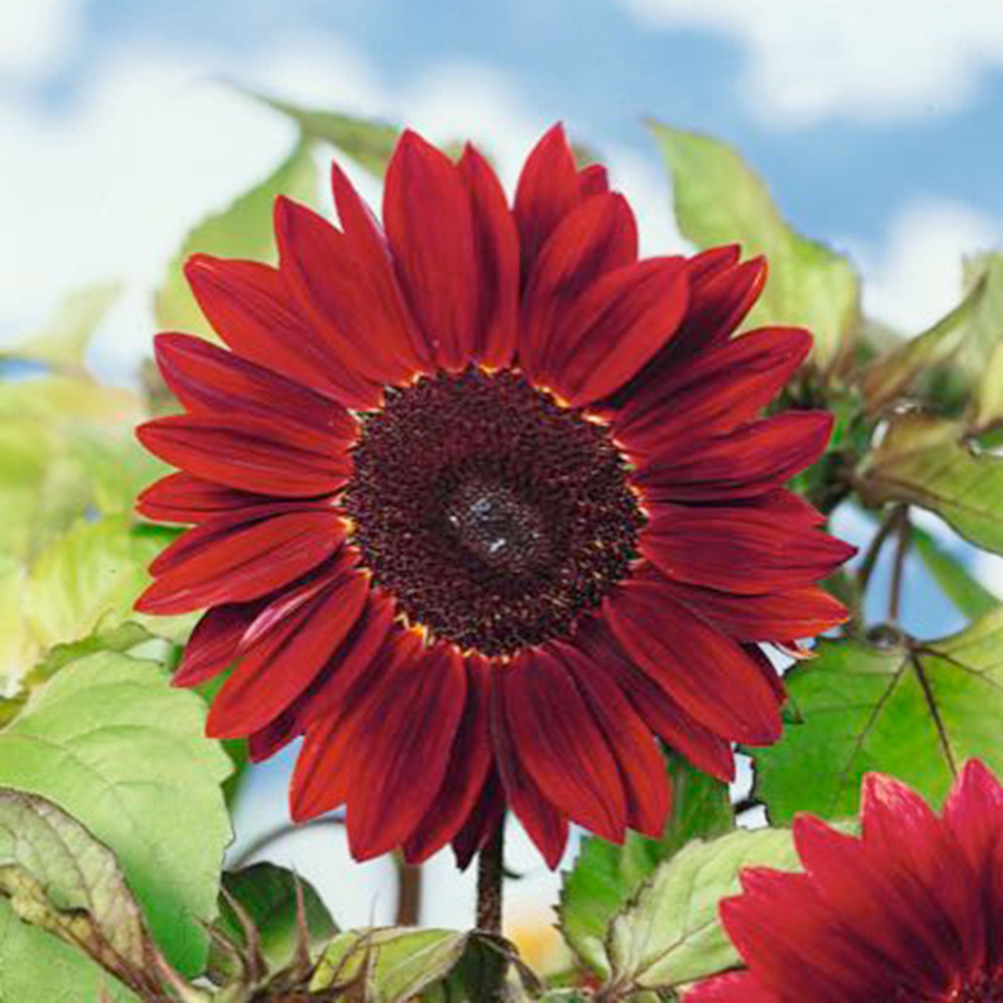 Sonnenblumen Gartenflagge Mit Auto Motiv, Doppelseitig, 30.5 X 45.7 Cm, Wetterfest, Für Garten, Hof & Terrasse